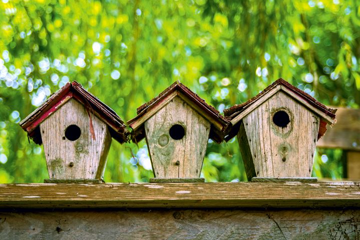 The 5 Best Bird Houses for Nuthatches