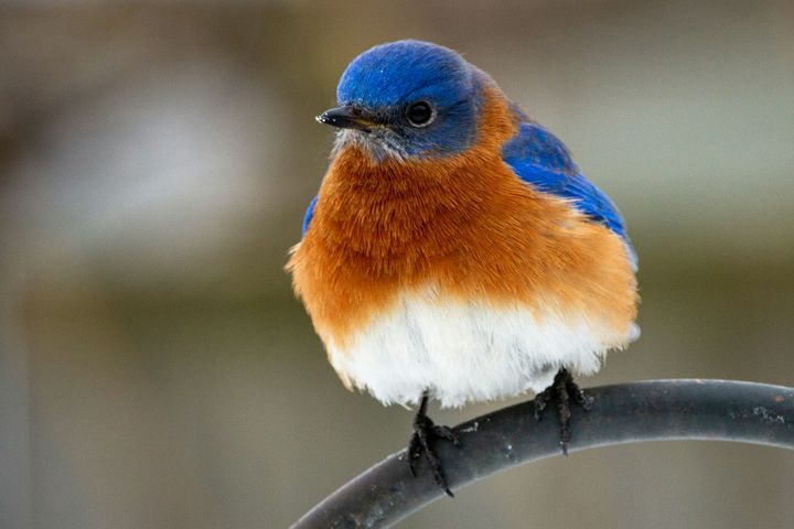 Bird Watching Groups in Missouri: The Complete Club Directory