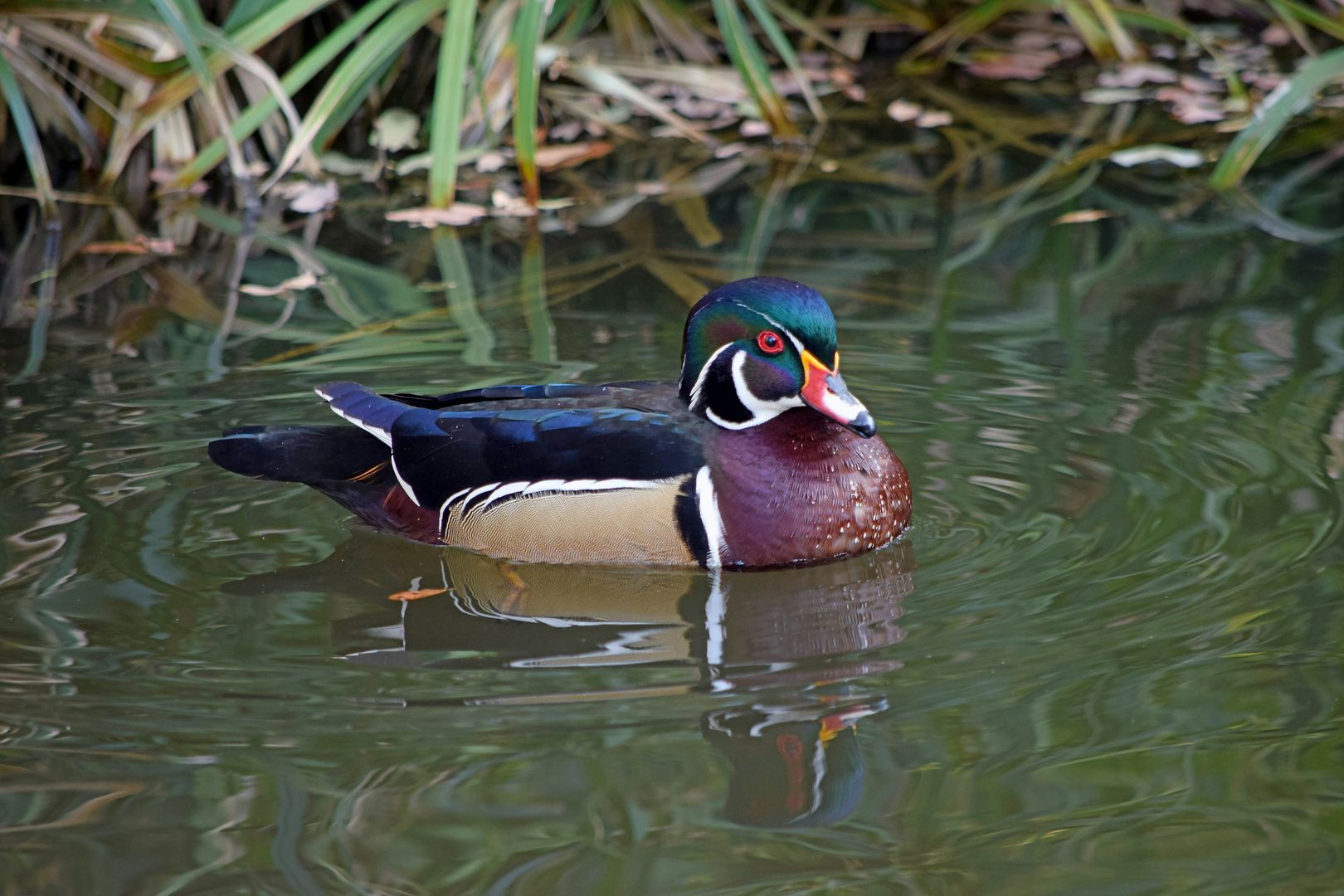 A Wood Duck swimming
