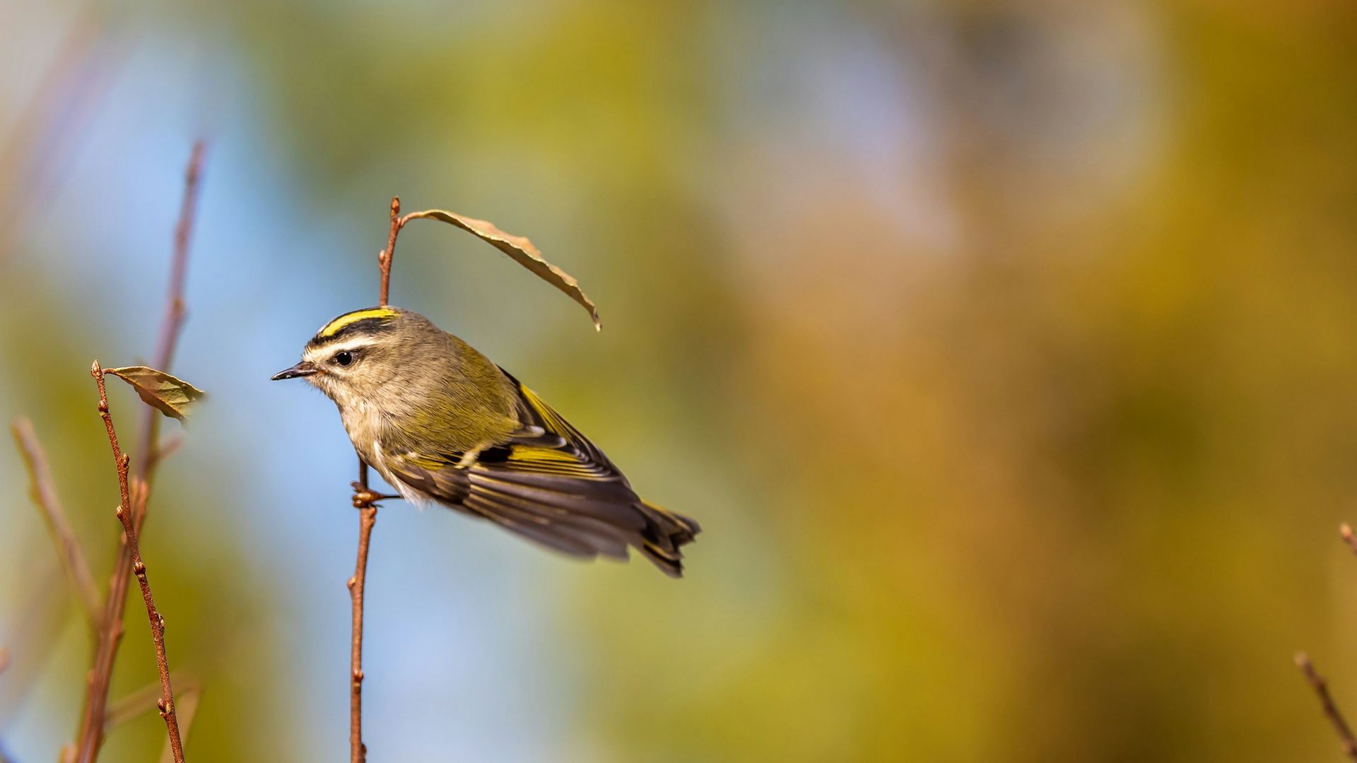 Golden-crowned Kinglet