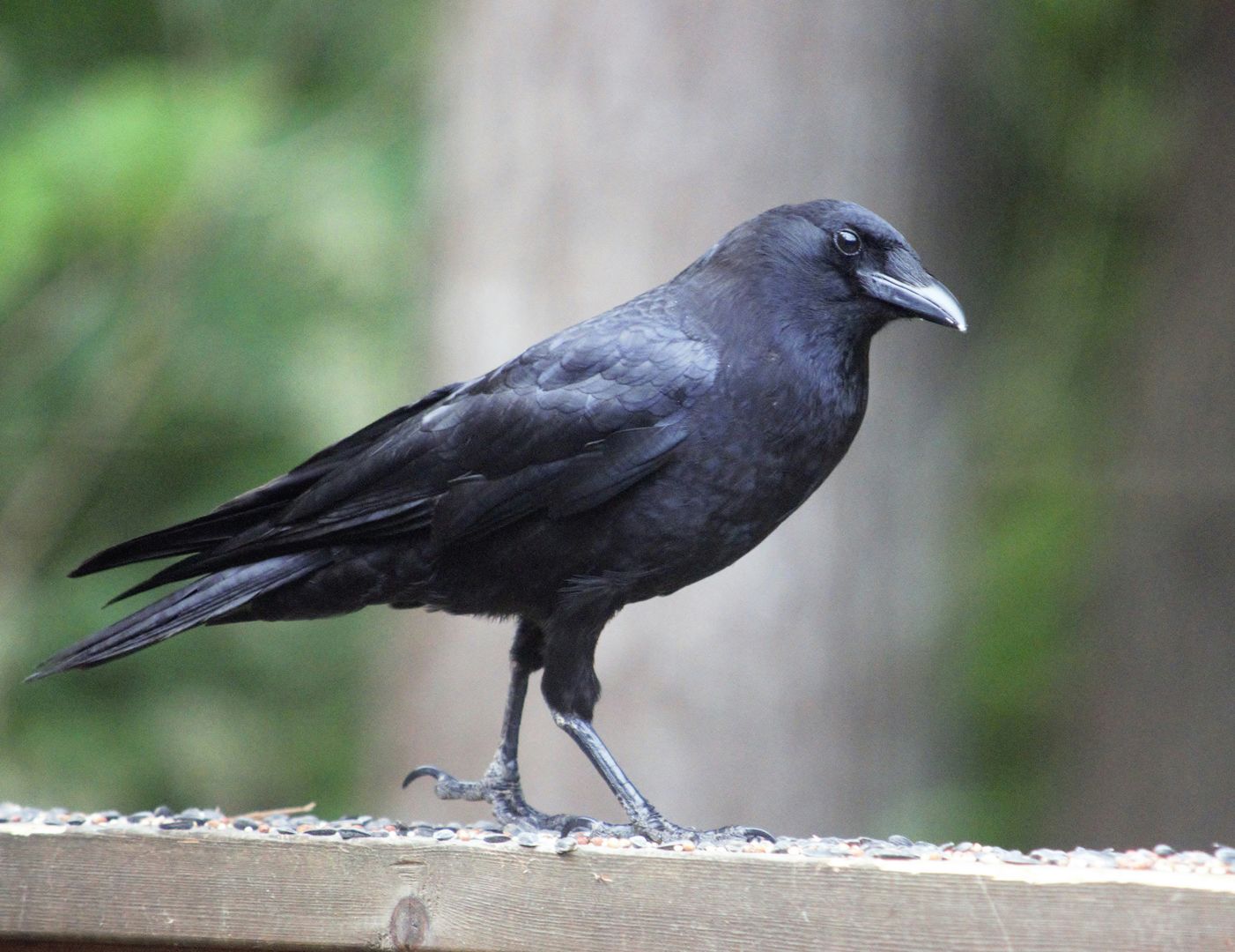 An American Crow