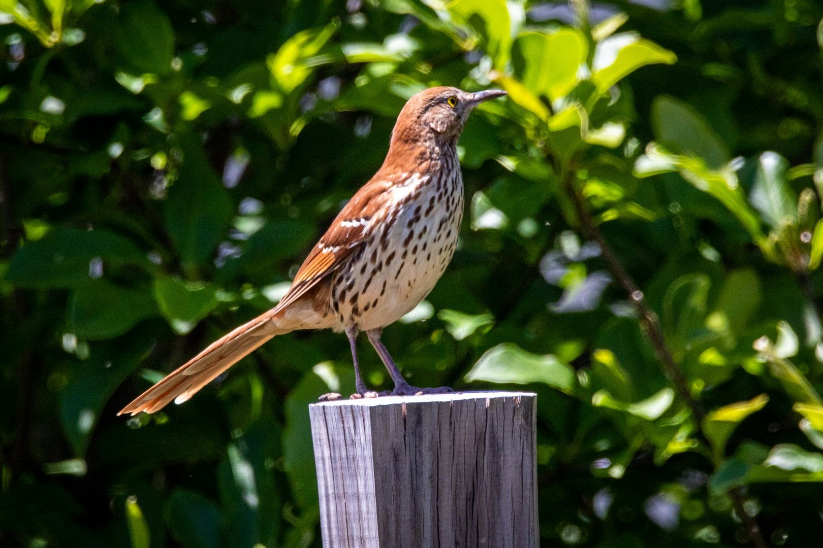Brown Thrasher