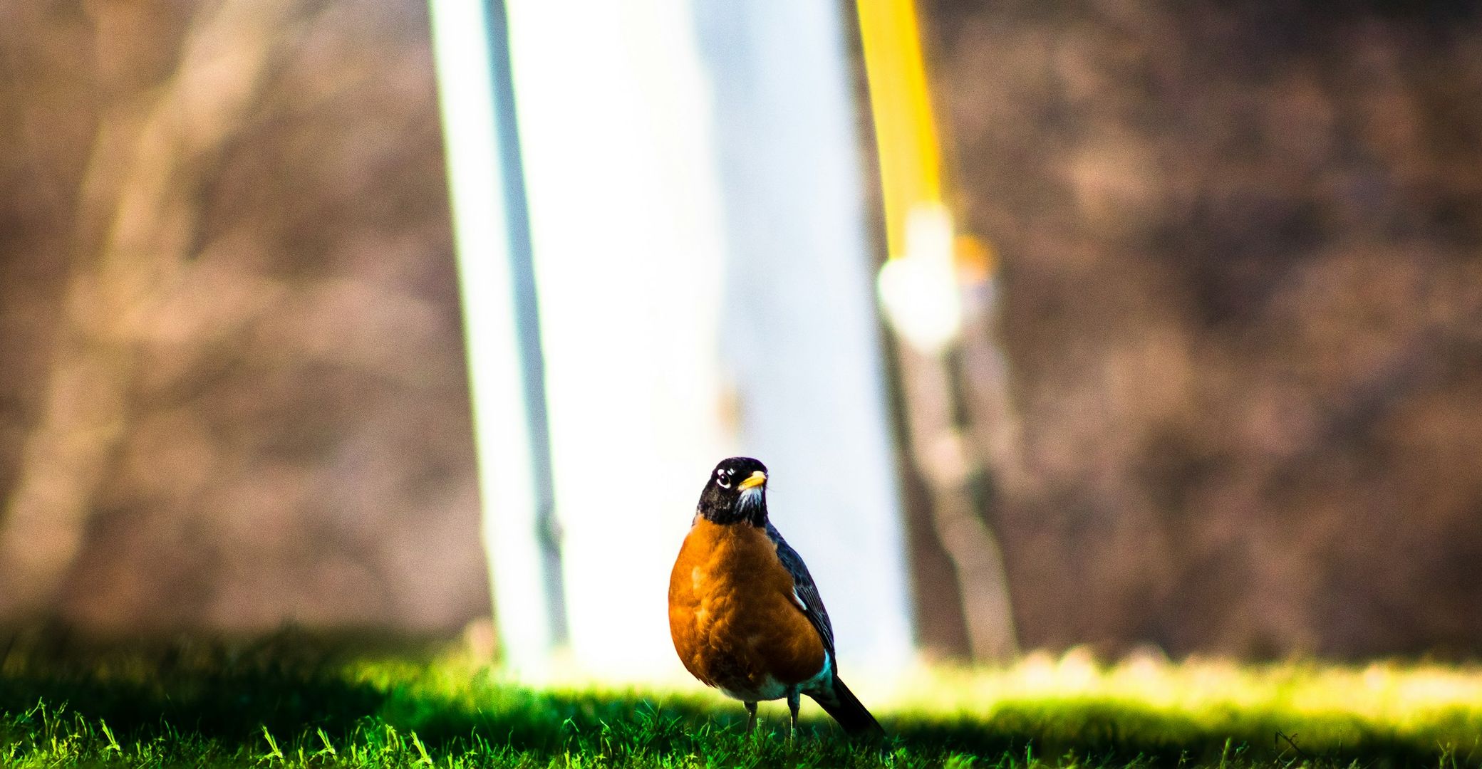 American Robin