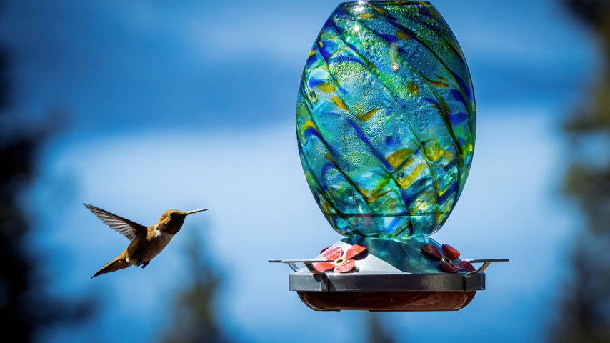 The 10 Best Glass Hummingbird Feeders (2026)