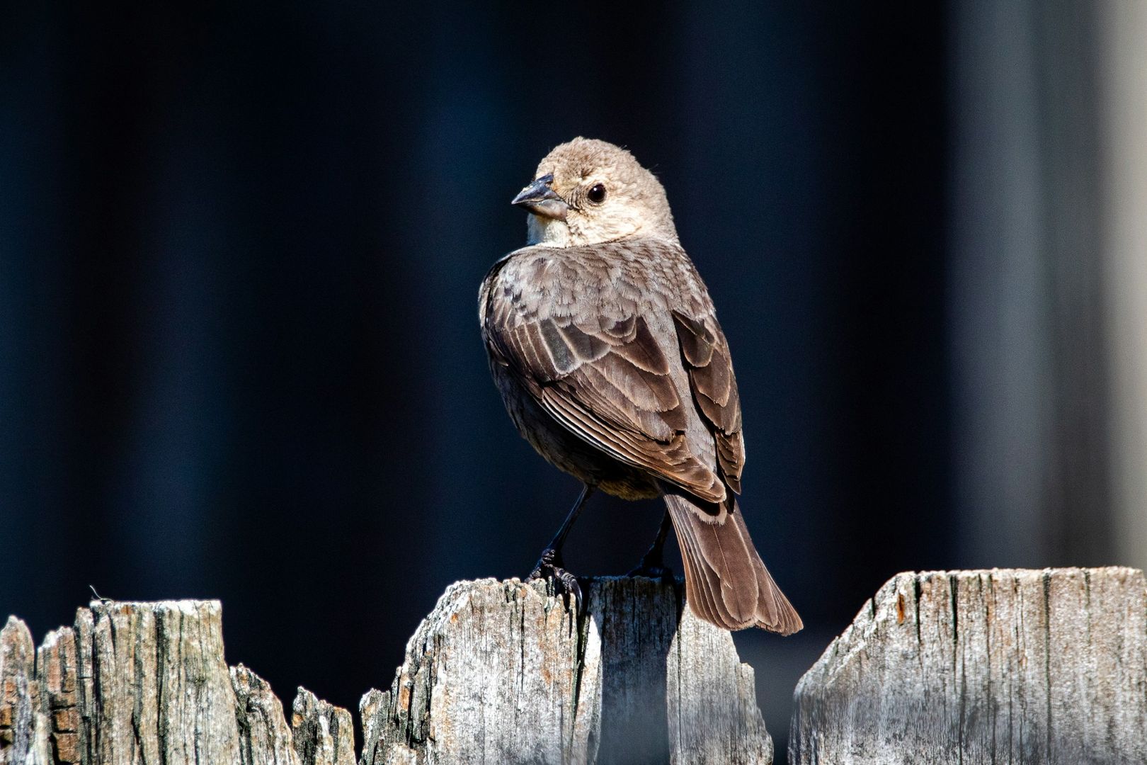 House Finch
