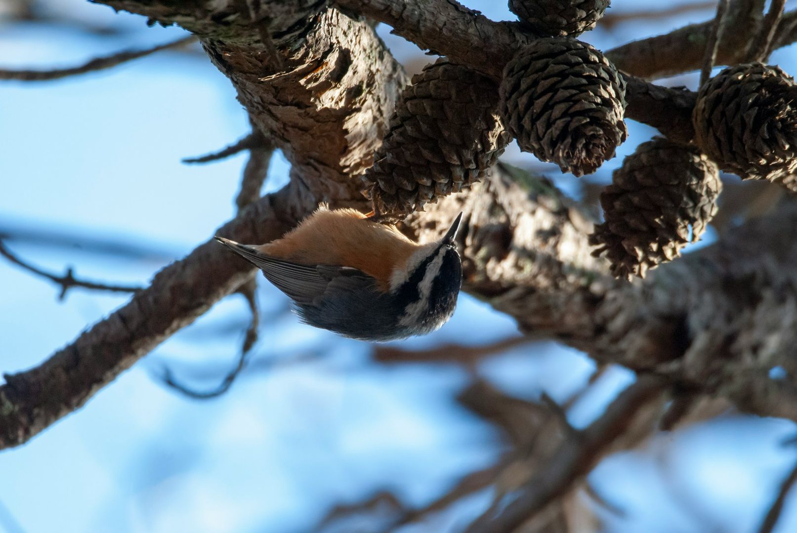 Red-breasted Nuthatch