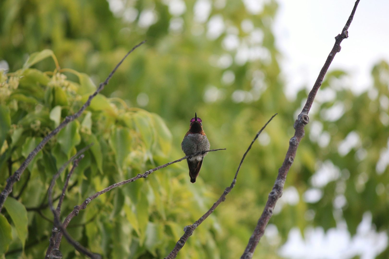 Anna's Hummingbird