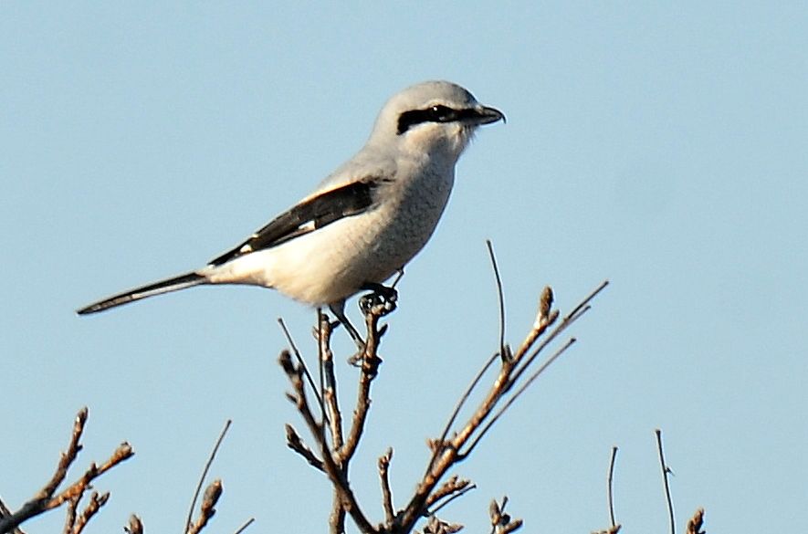 A Northern Shrike atop a tree