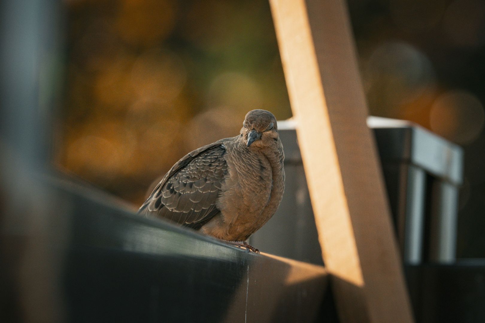 Mourning Dove
