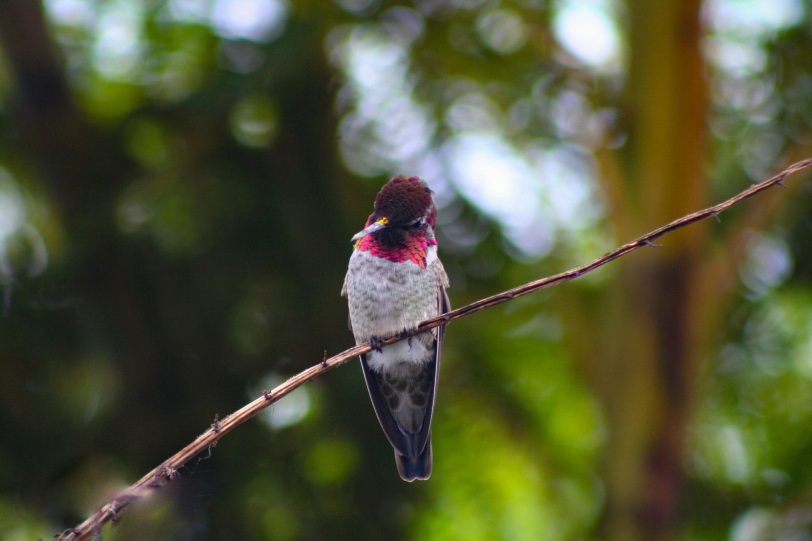 Anna's Hummingbird