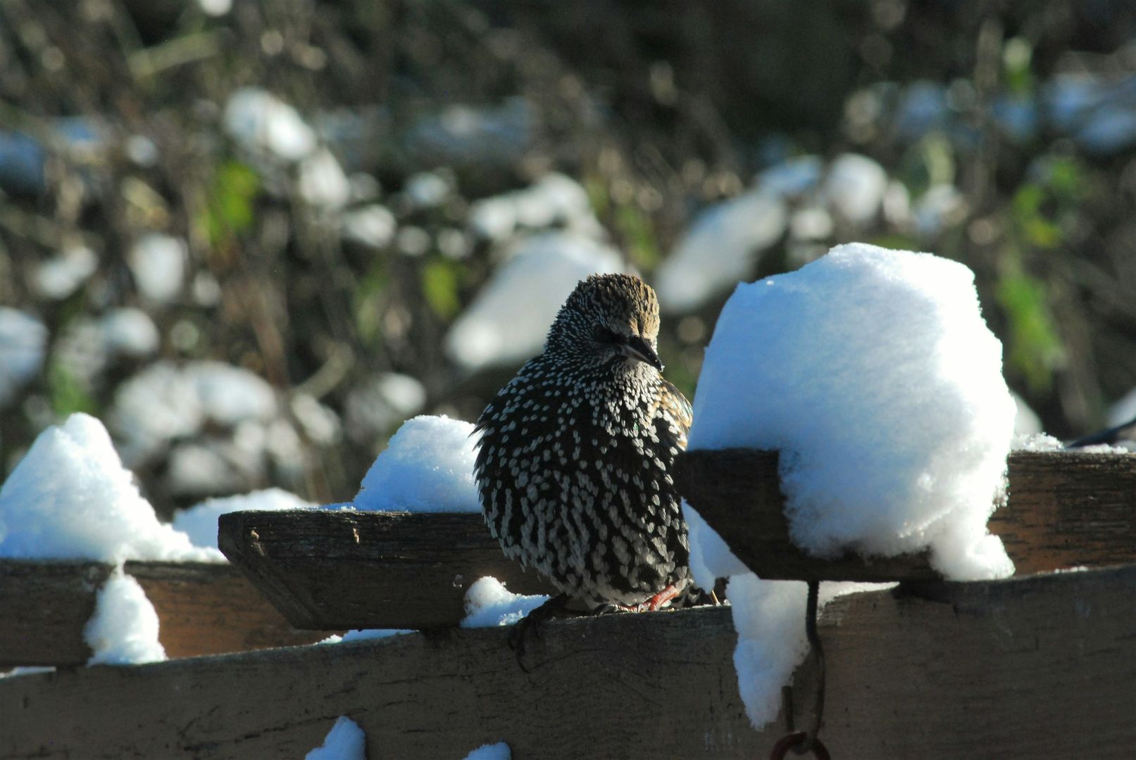 European Starling