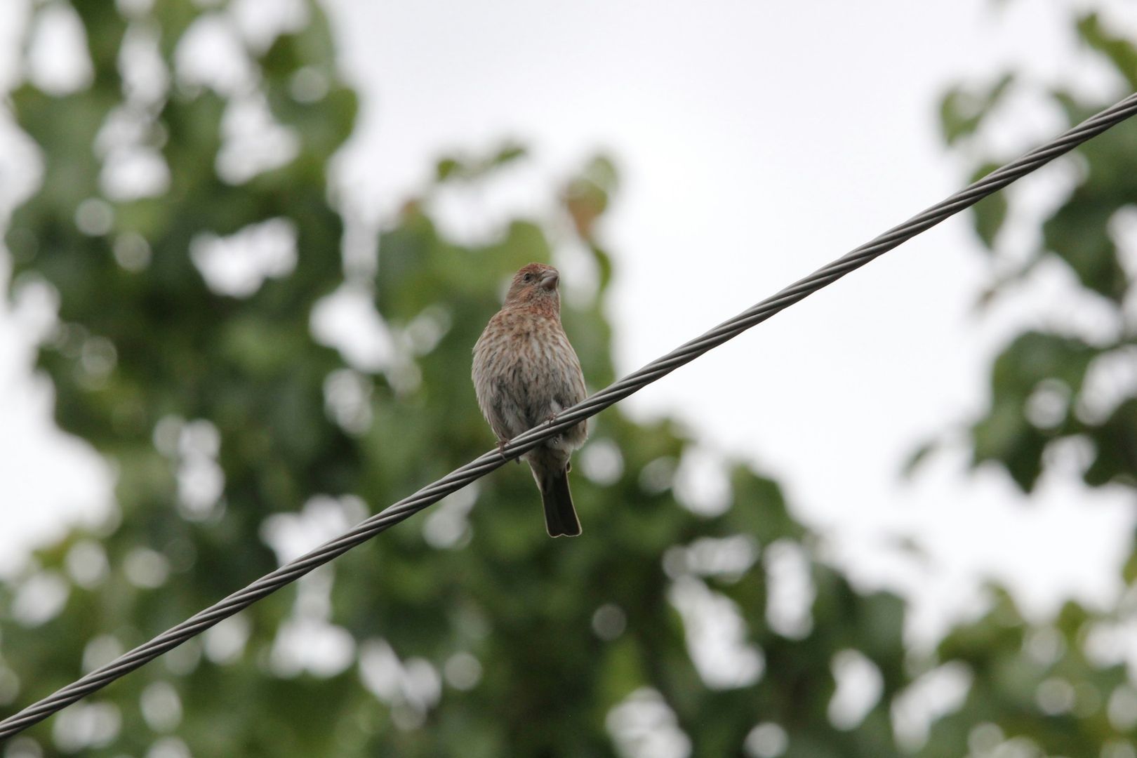 House Finch