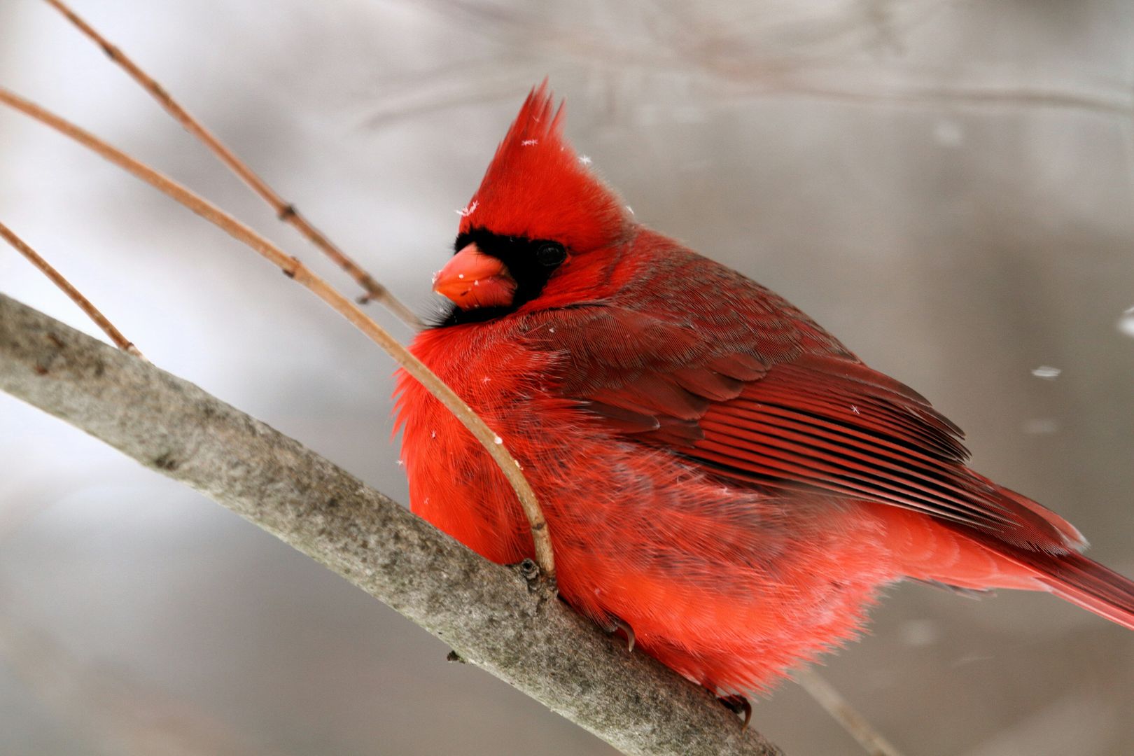 A Northern Cardinal on a branch