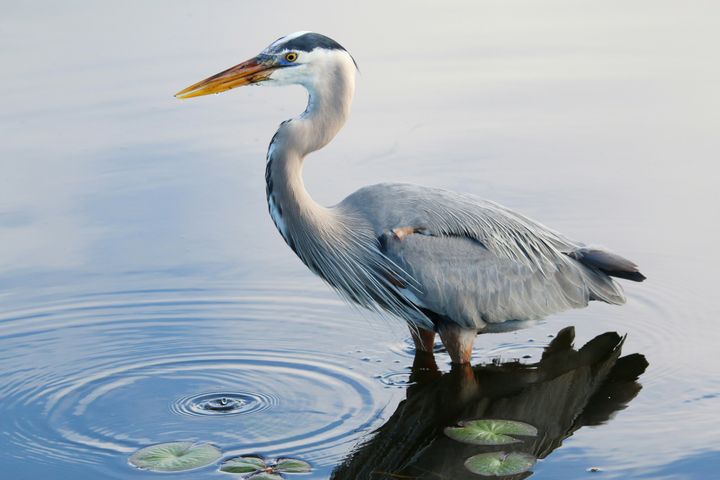 Do Herons Eat Ducks? What Actually Happens at the Pond