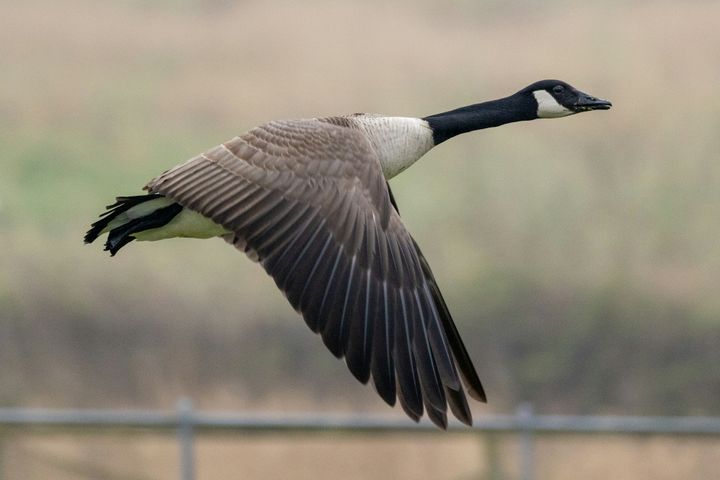 Why Do Birds Migrate? (And Why Some Don't Bother)