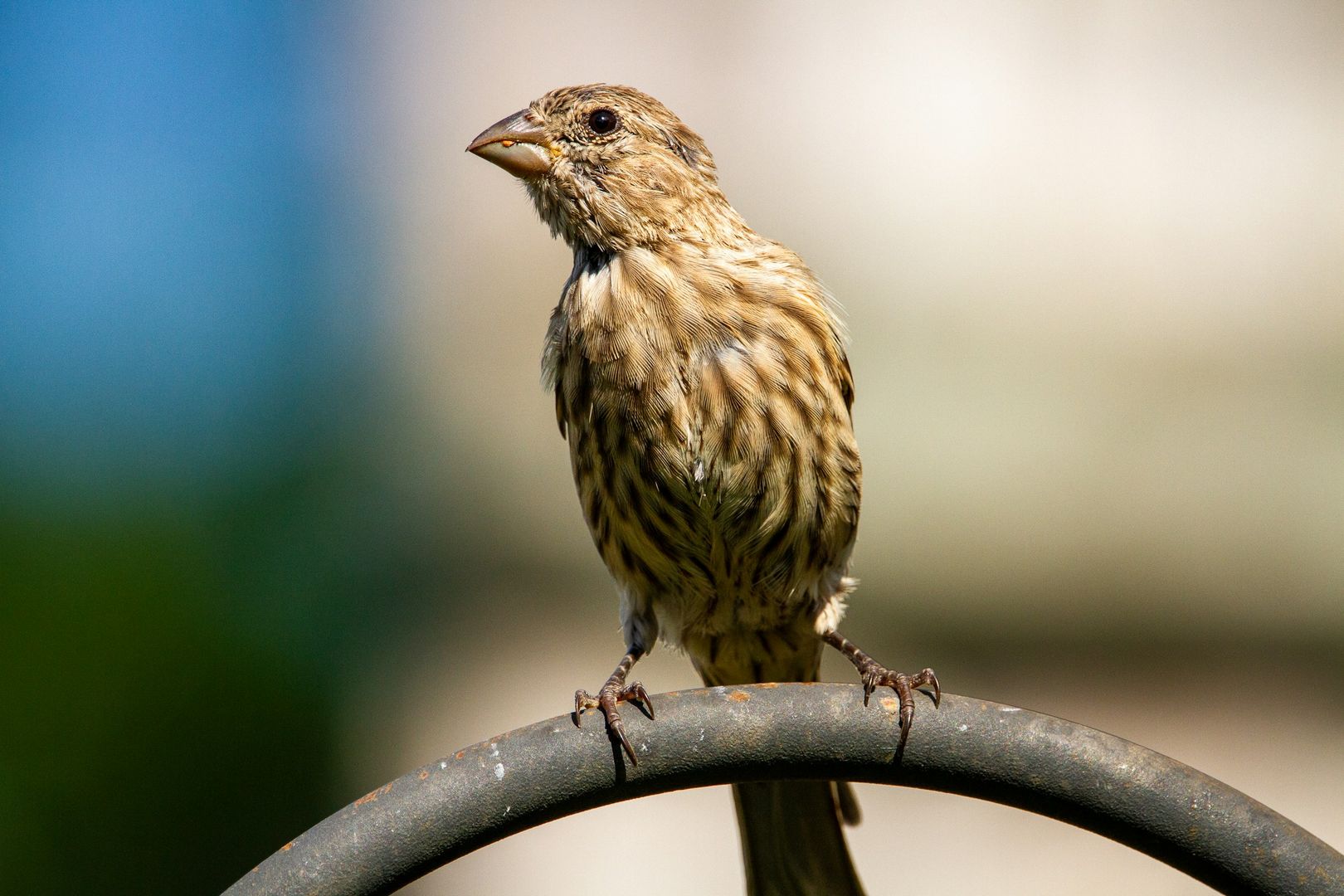 House Finch