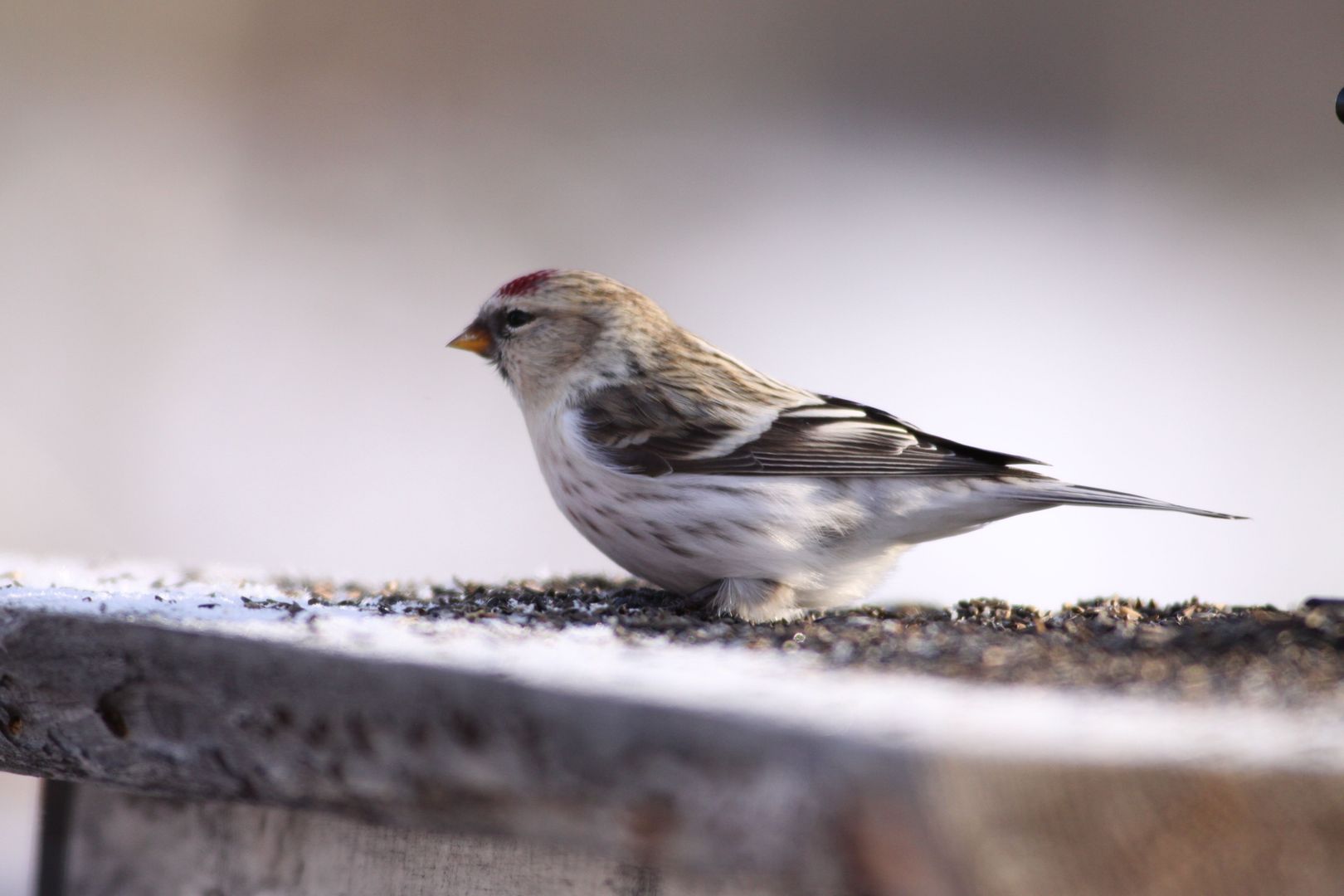 A Hoary Redpoll