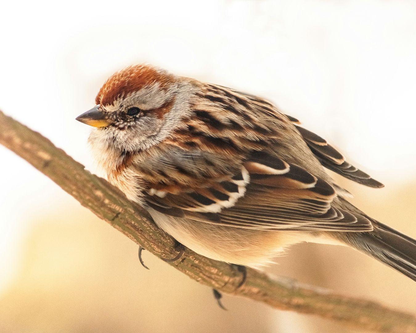 An American Tree Sparrow on a branch