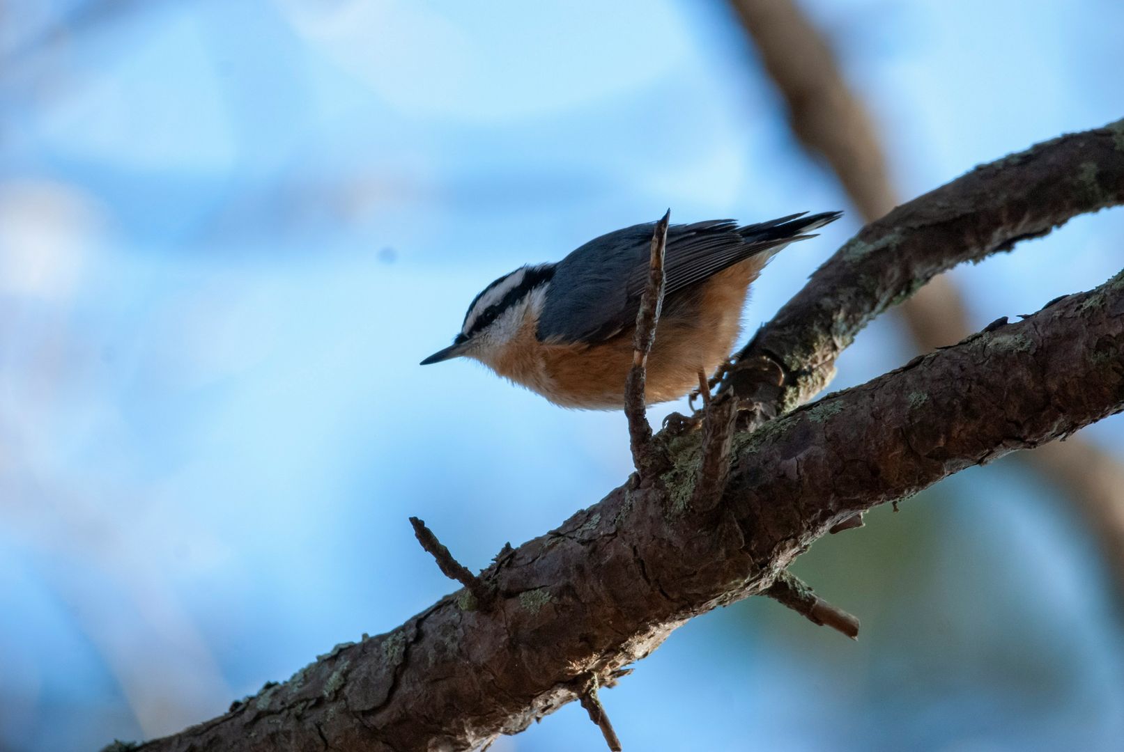 Red-breasted Nuthatch
