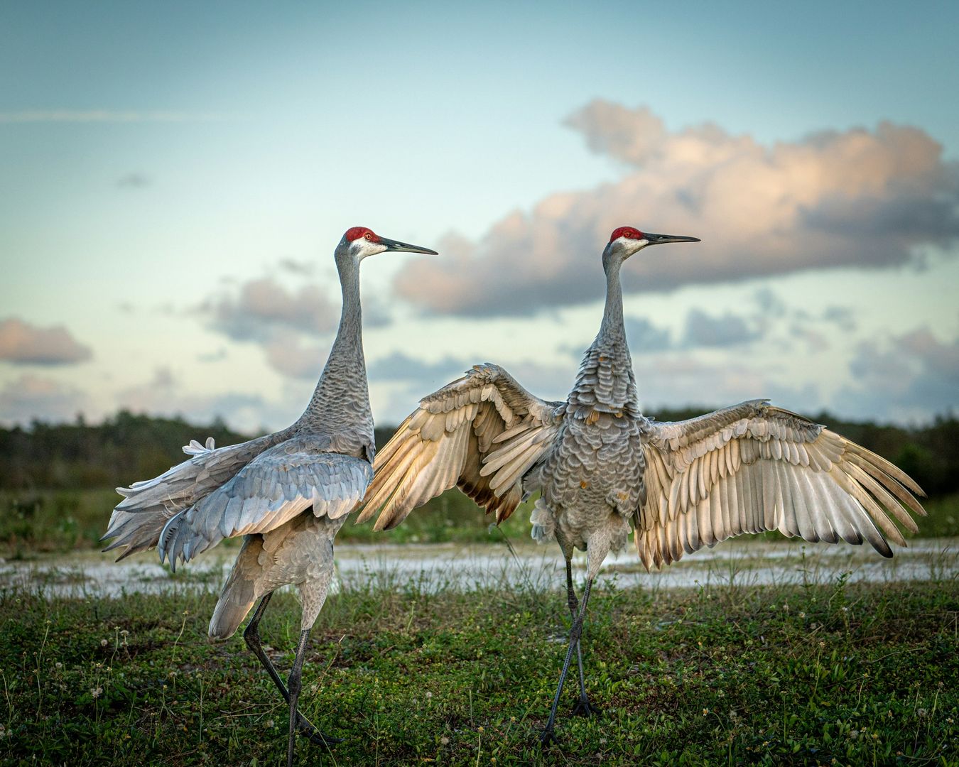 Sandhill Crane
