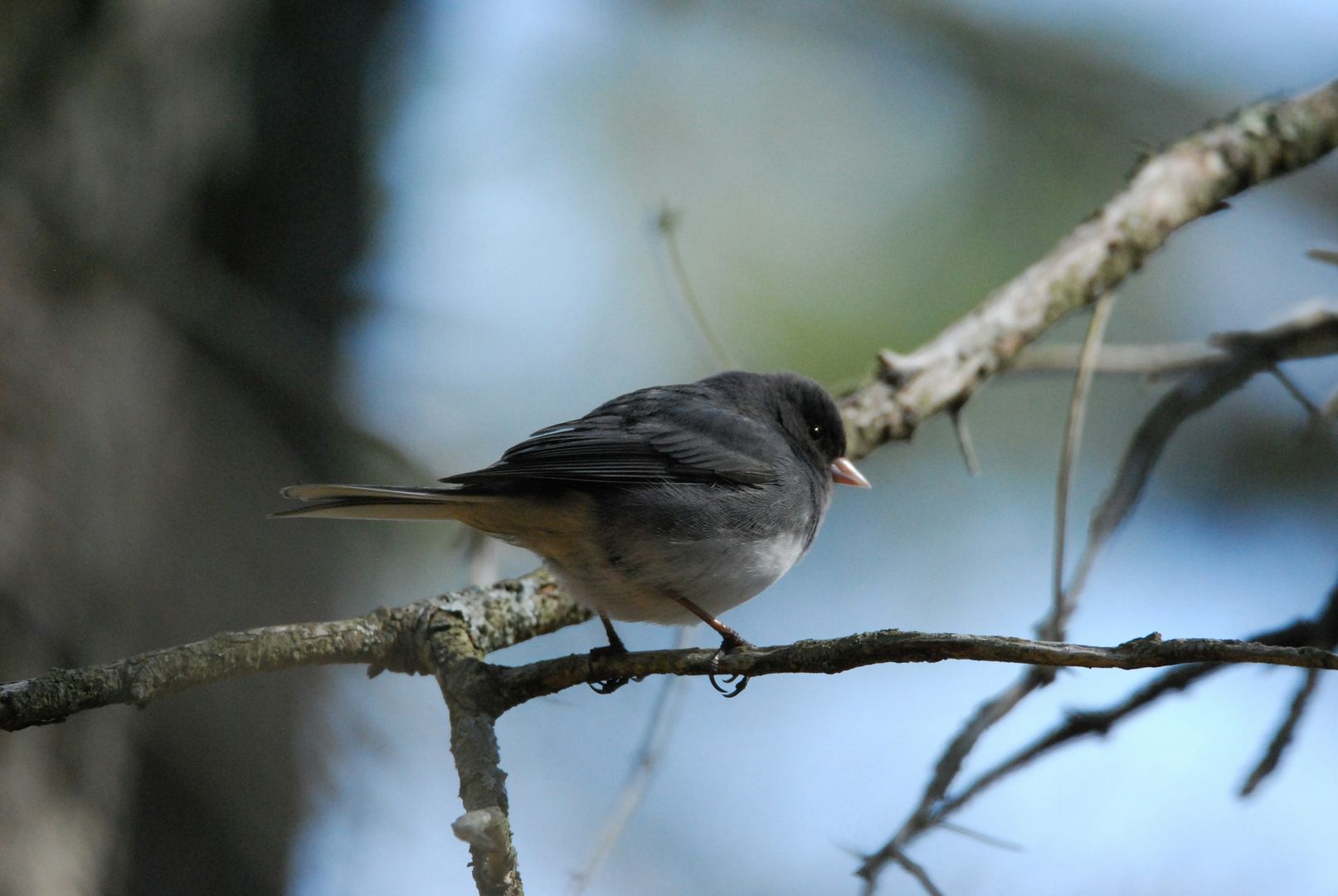 Dark-eyed Junco