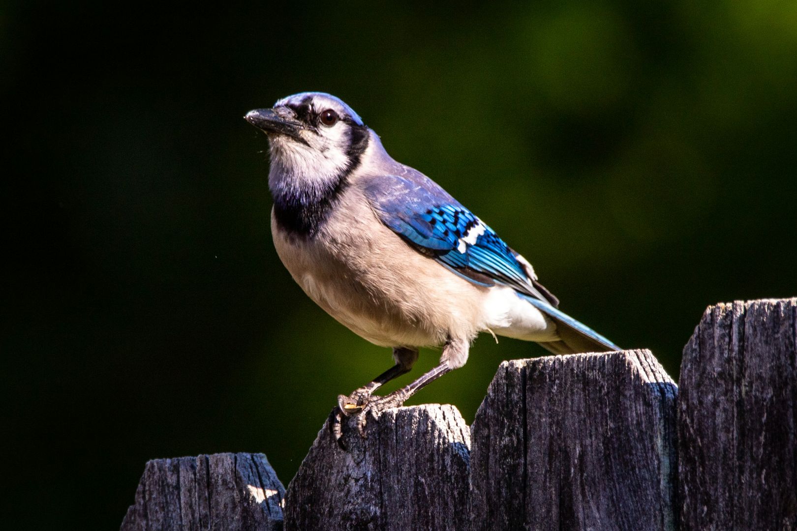 Blue Jay