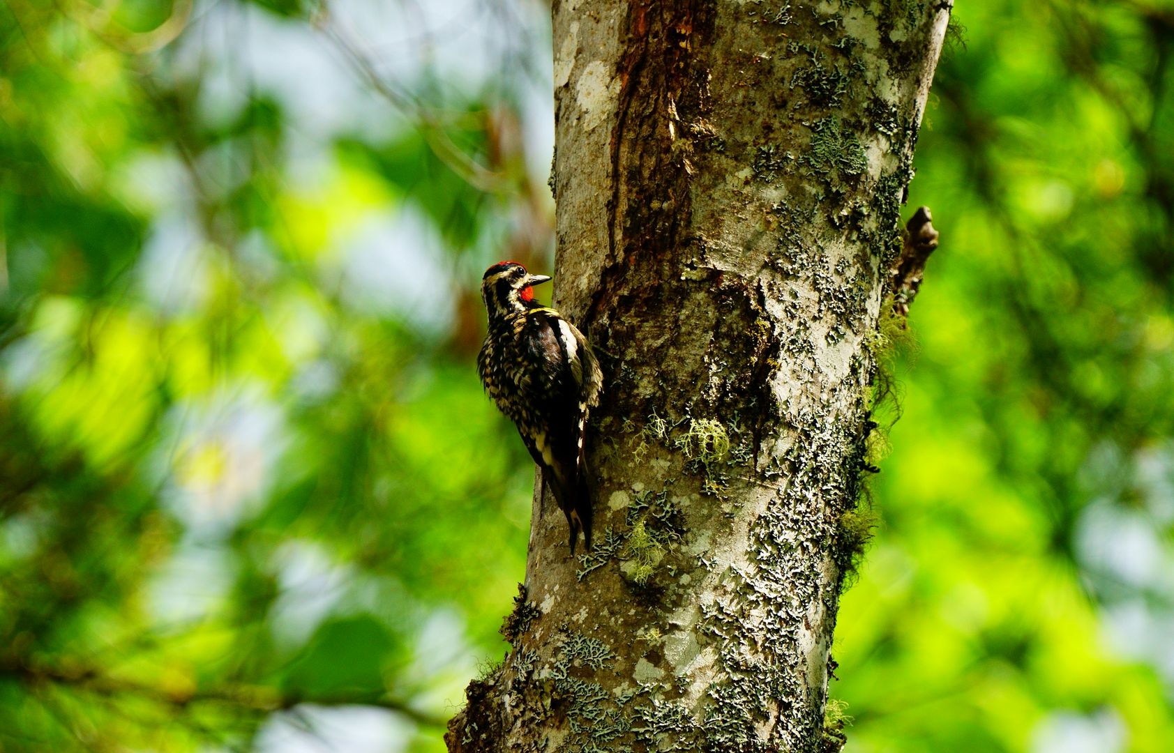 Yellow-bellied Sapsucker