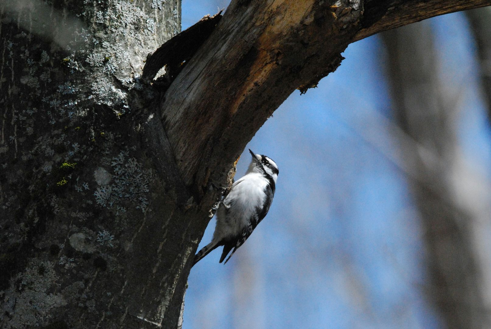 Downy Woodpecker
