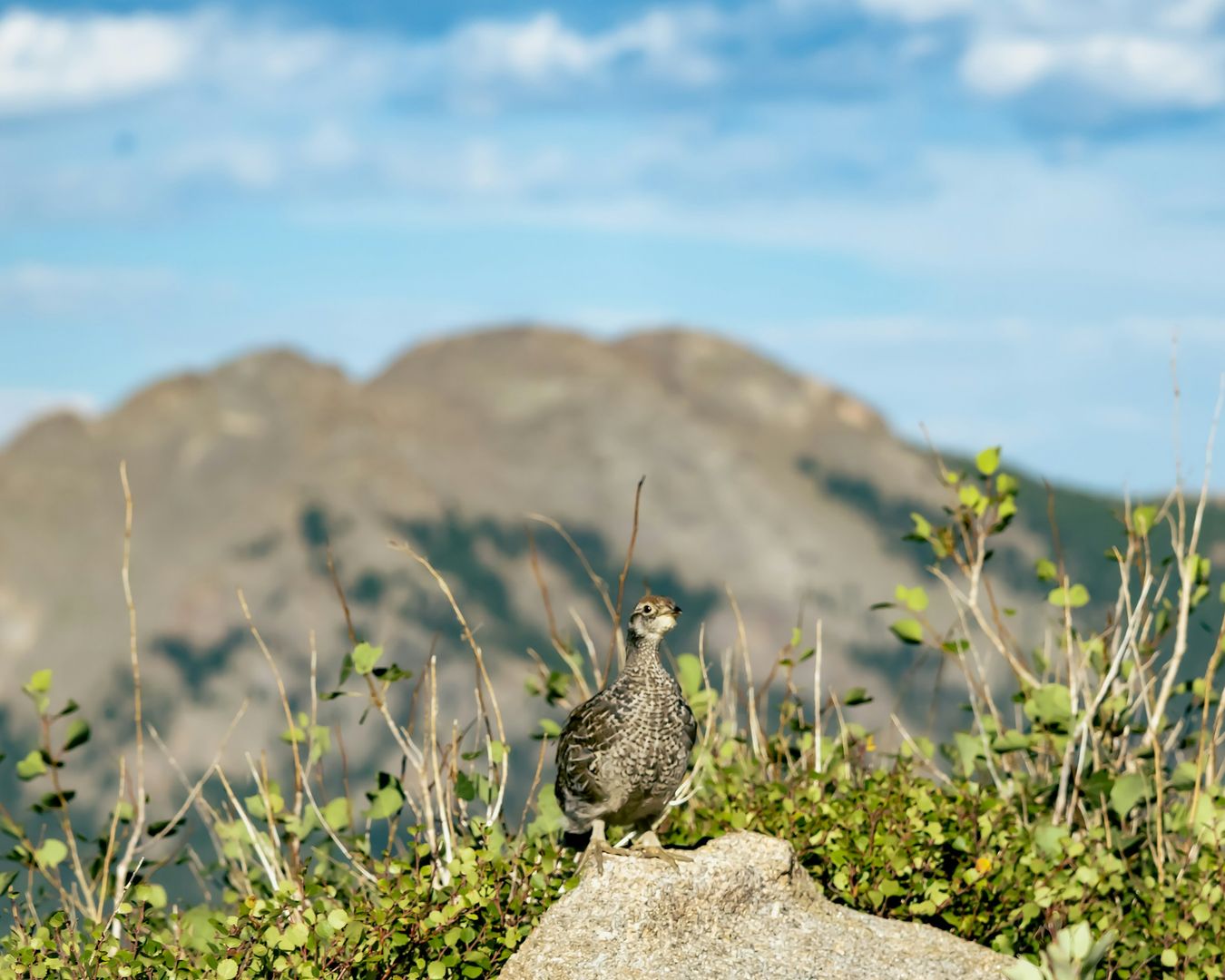 White-tailed Ptarmigan