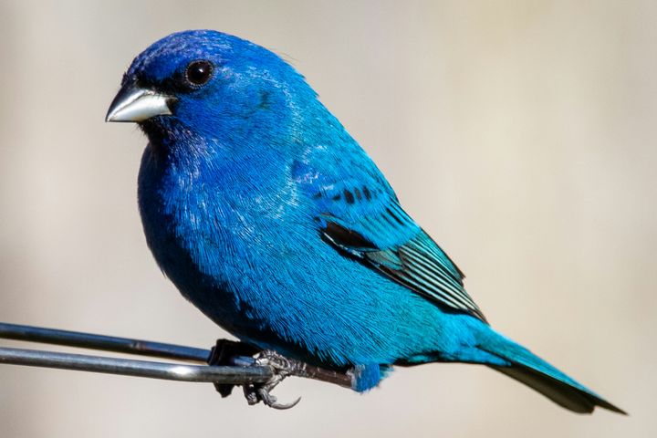 Bird Watching Groups in Wisconsin: The Complete Club Directory