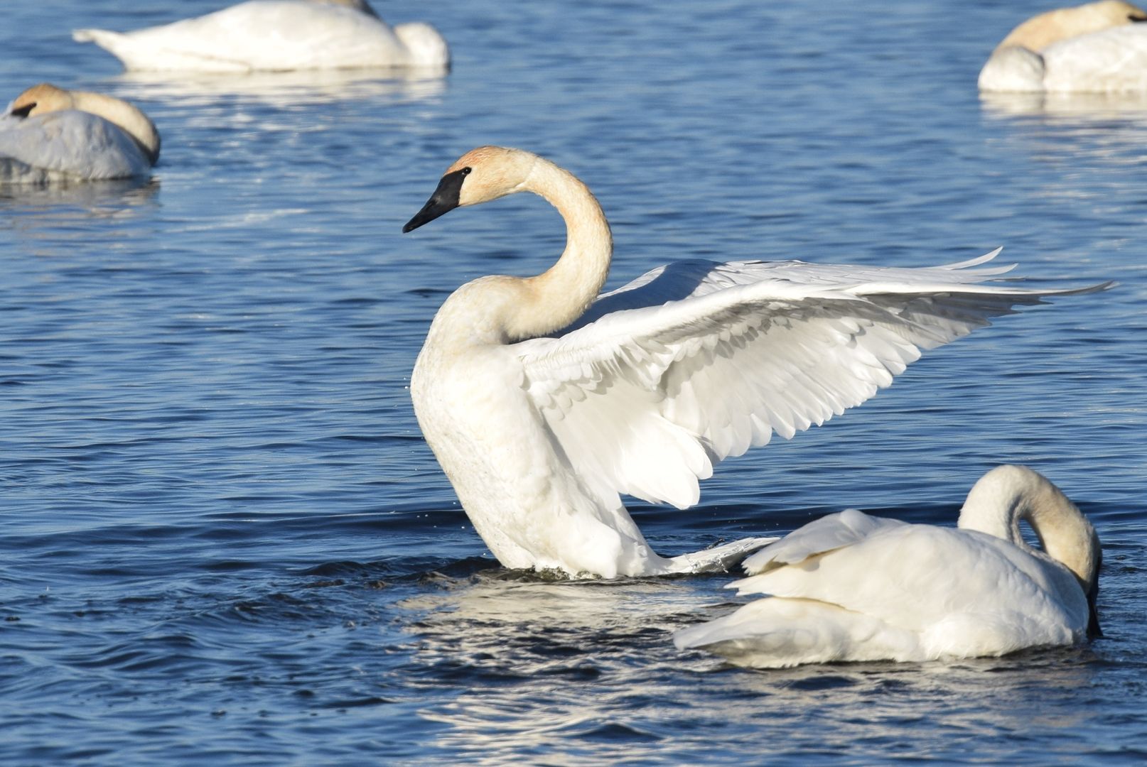 trumpeter swan in water