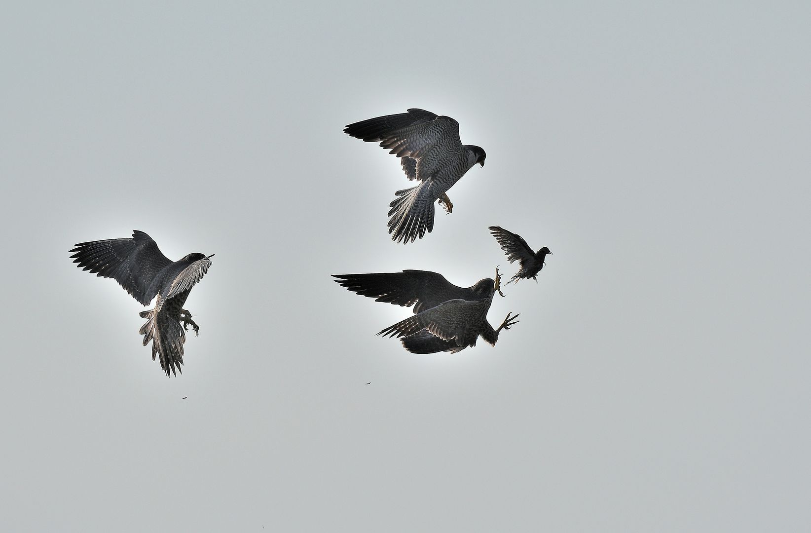 Peregrine Falcons pursuing a smaller bird in the air
