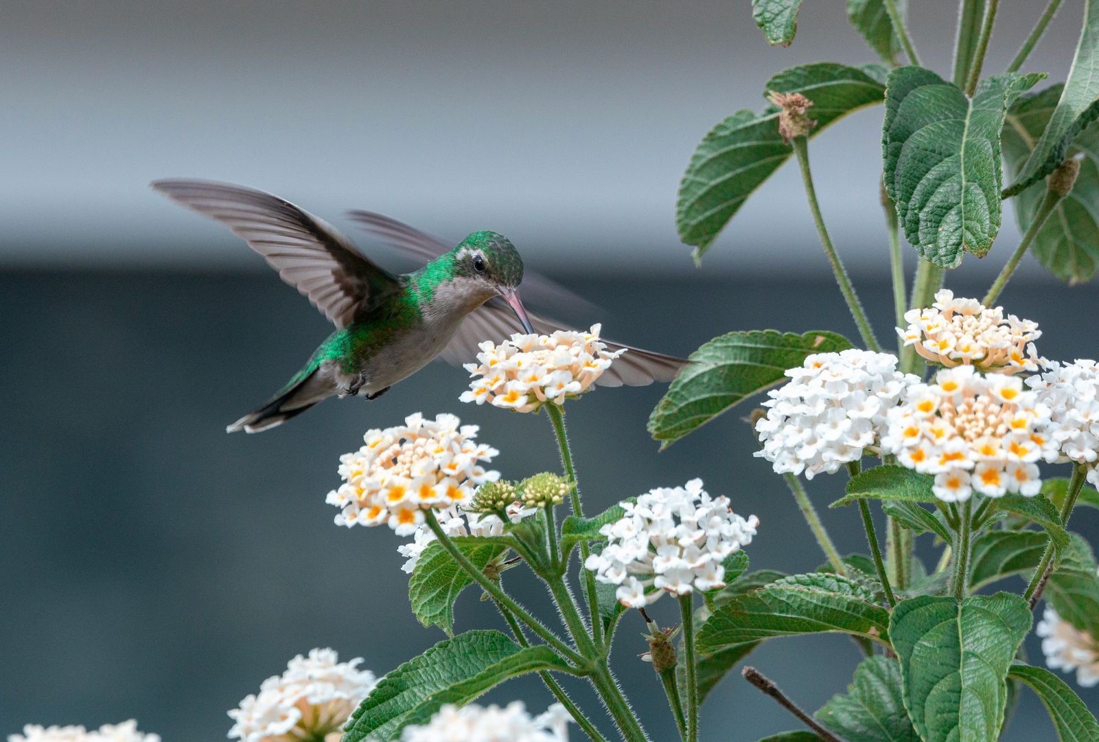 A hummingbird hovering around flowers