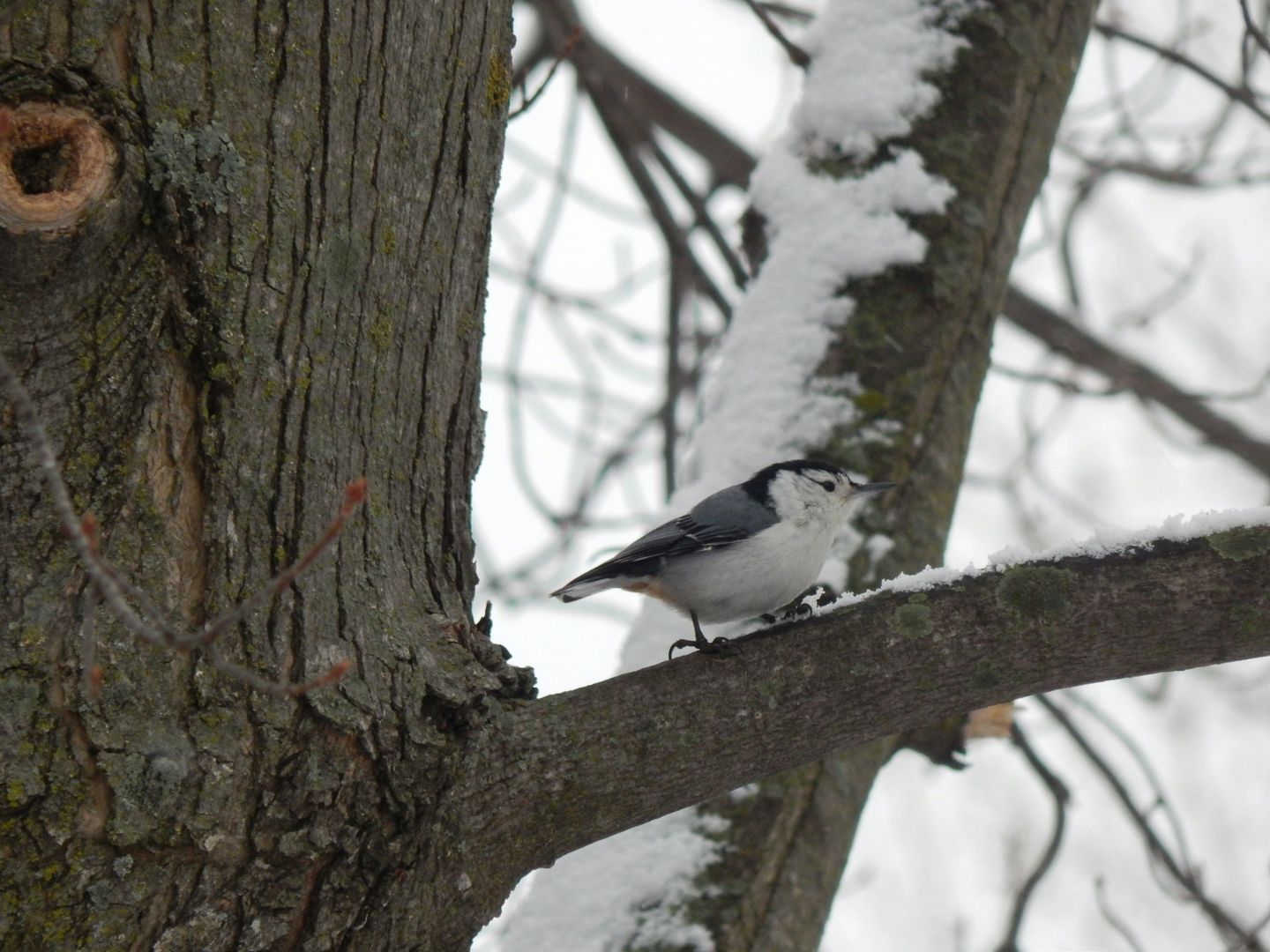 White-breasted Nuthatch