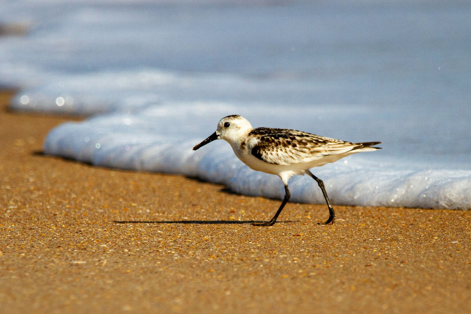 piping plover on the shore