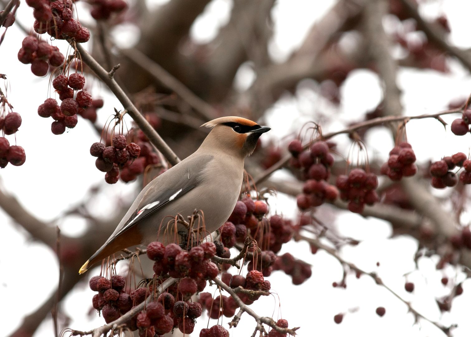 A Bohemian Waxwing in a tree