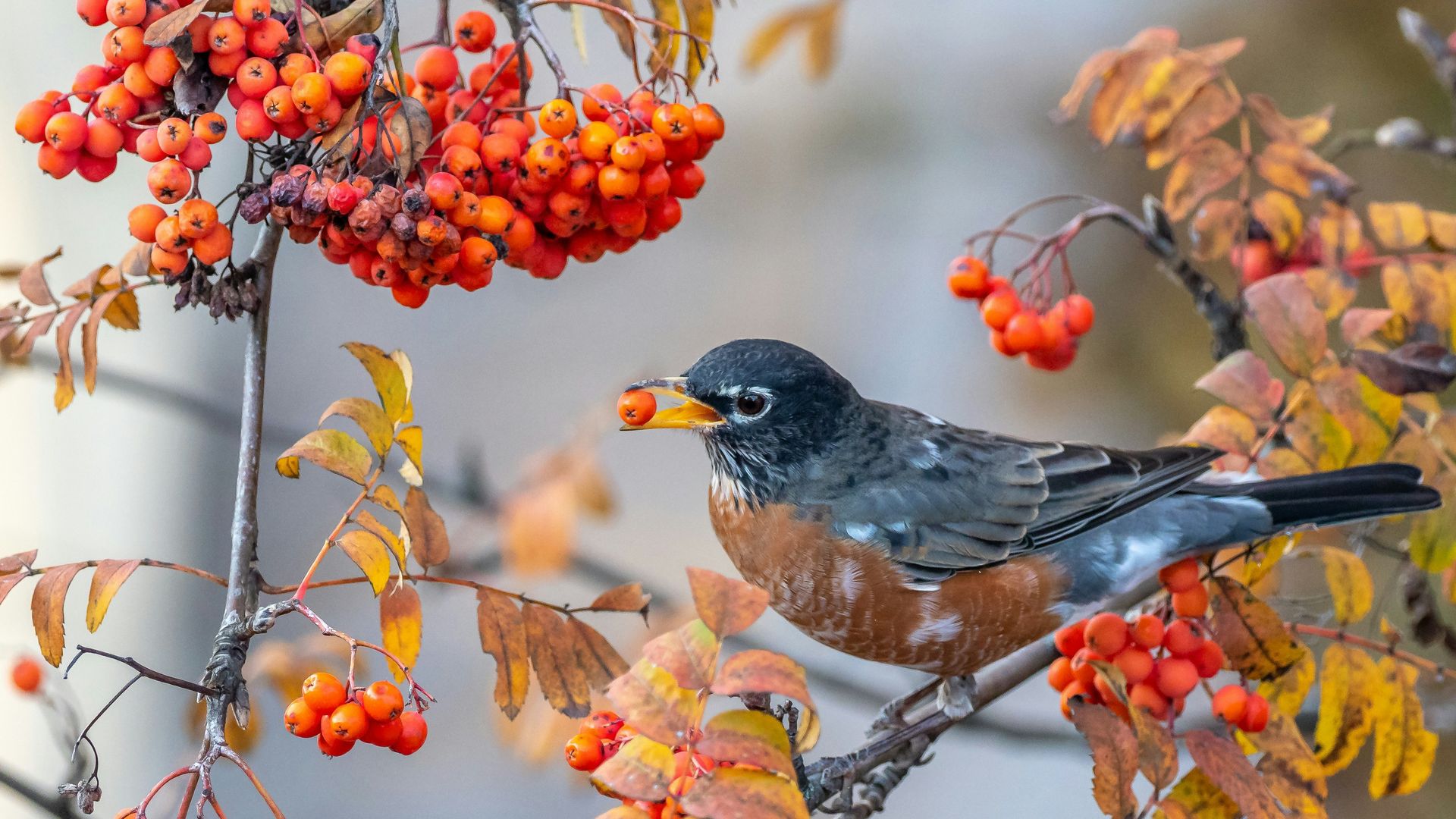 An American Robin eating a berry in a tree
