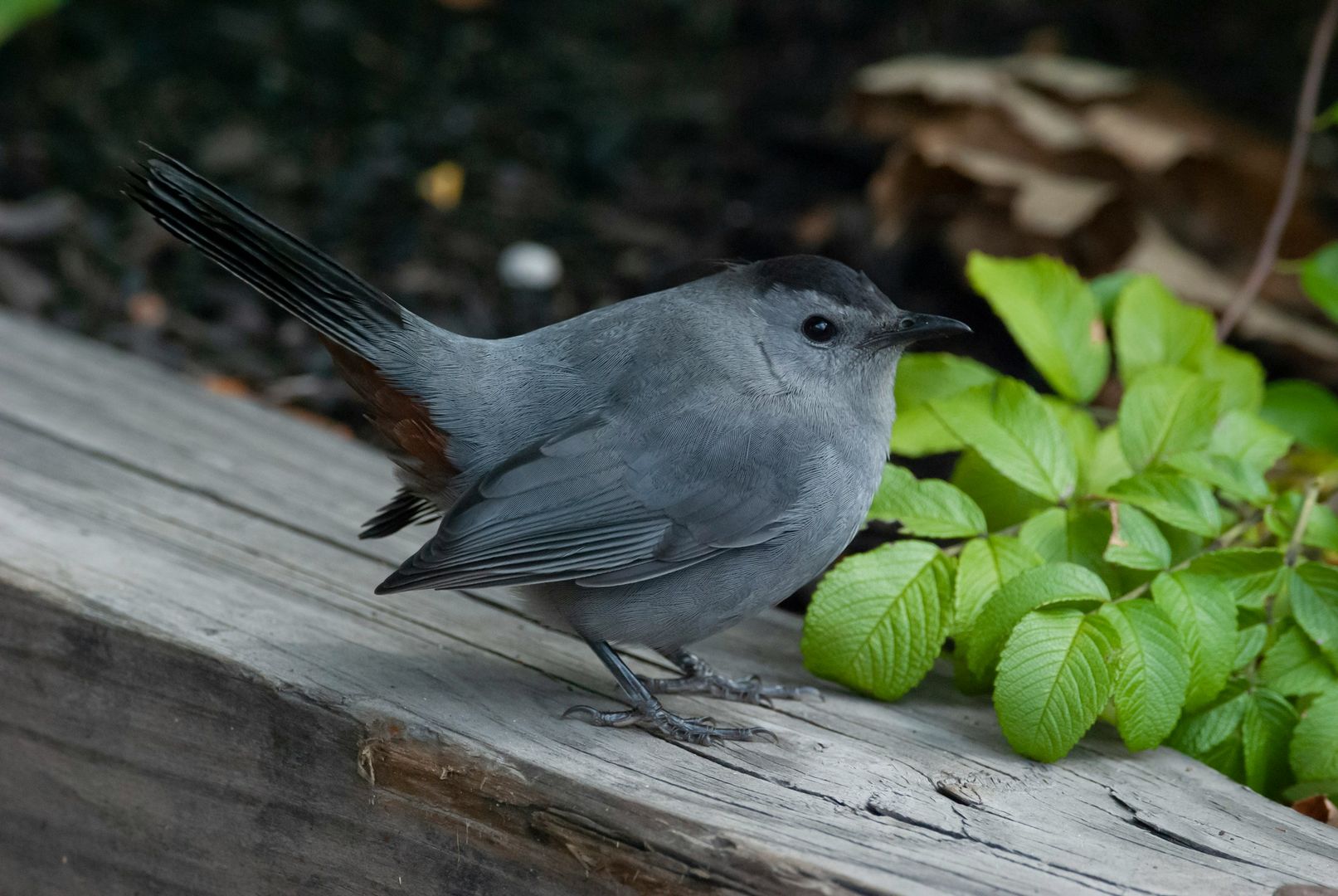 Gray Catbird