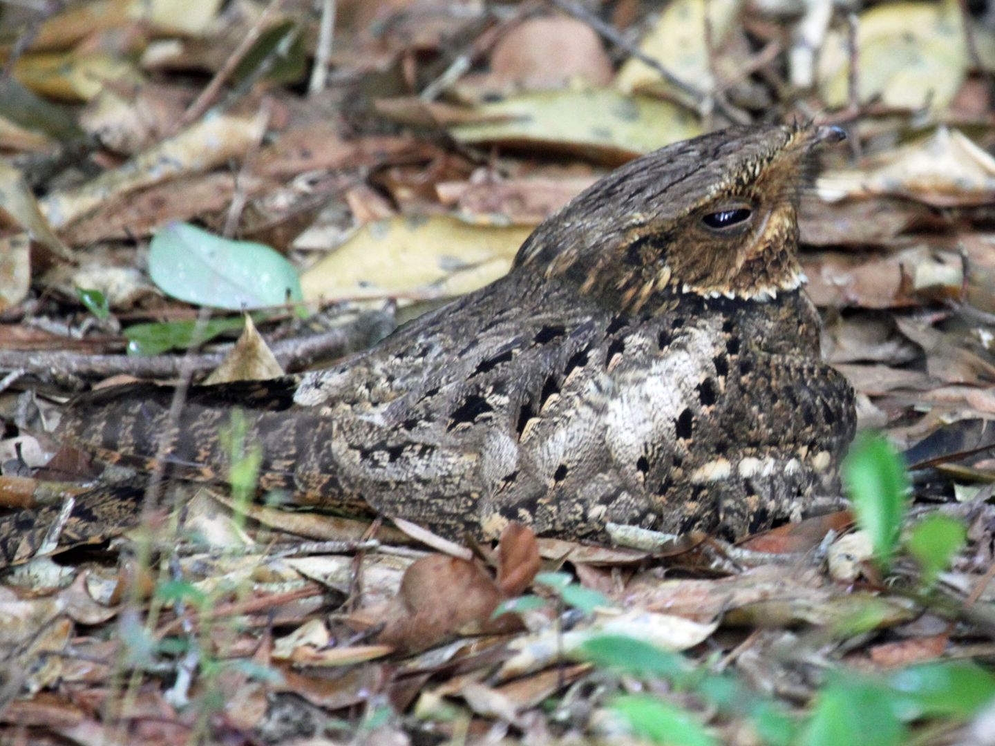 Female Chuck-will's-widow camouflaged on a nest