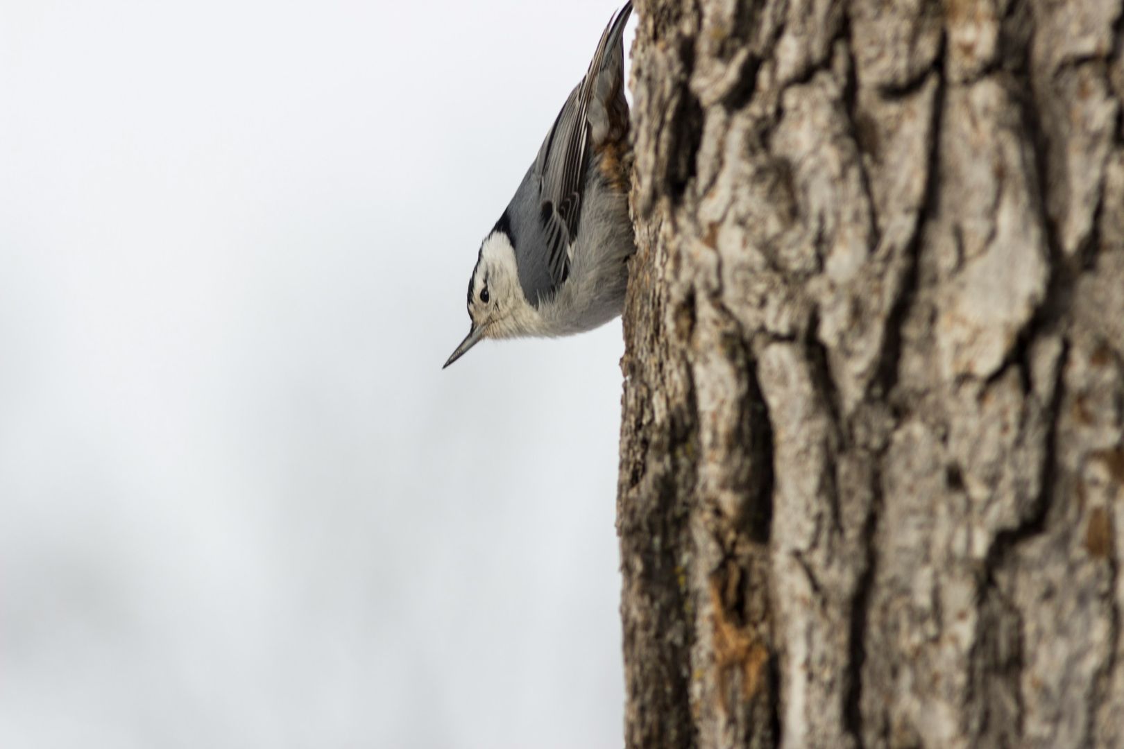 White-breasted Nuthatch