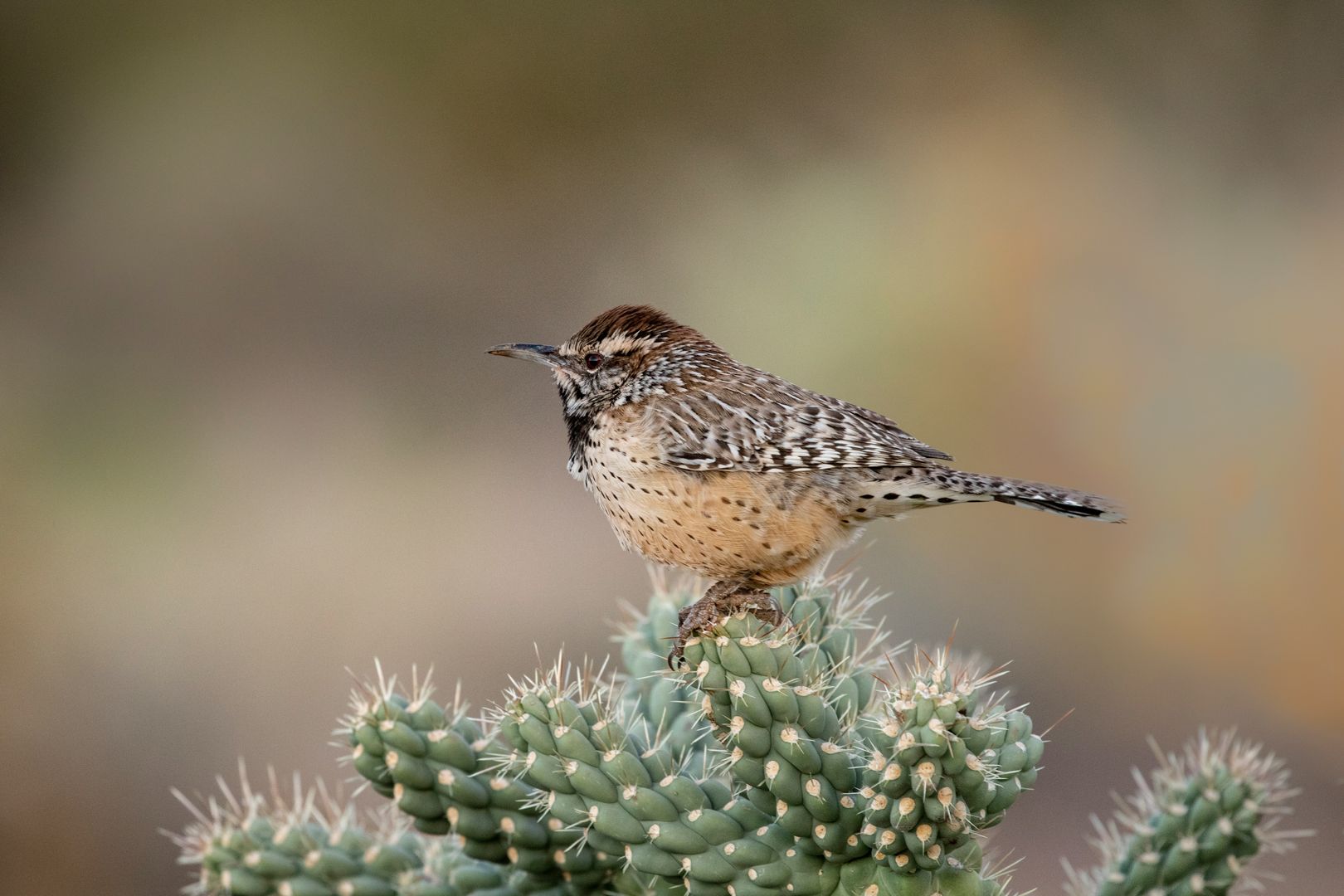 cactus wren
