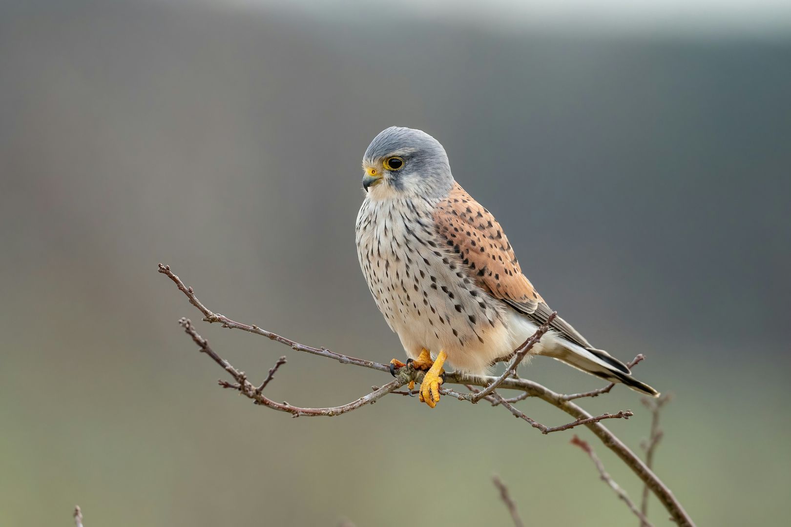 kestrel on branch
