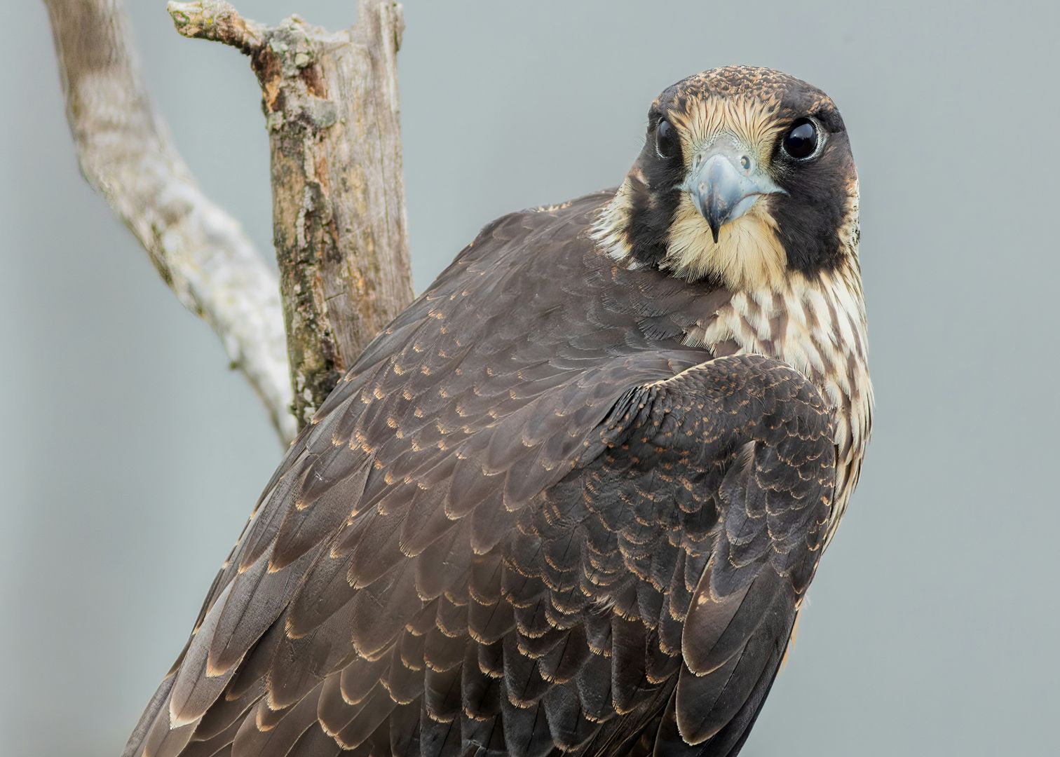 A Peregrine Falcon close-up