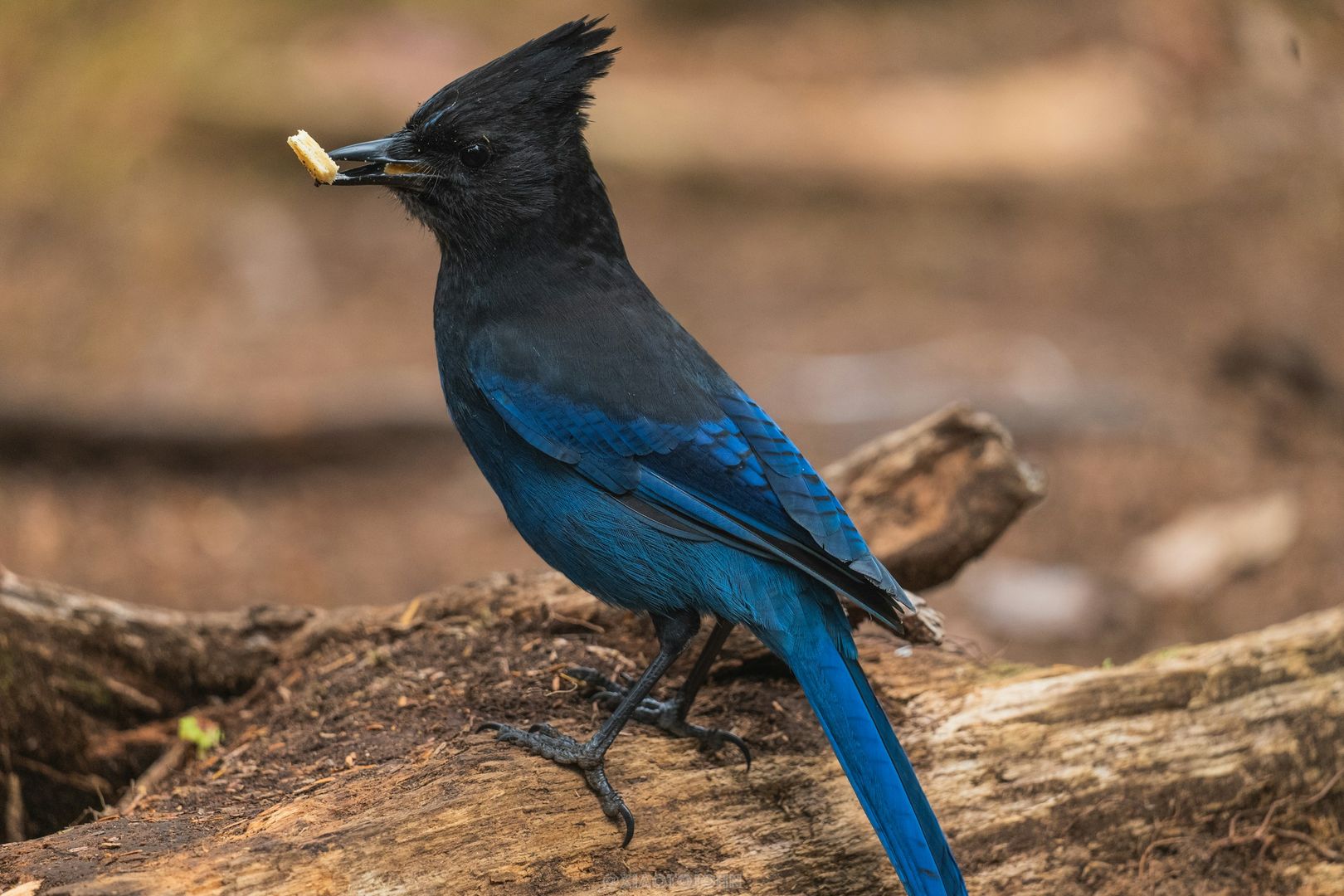 Steller's Jay