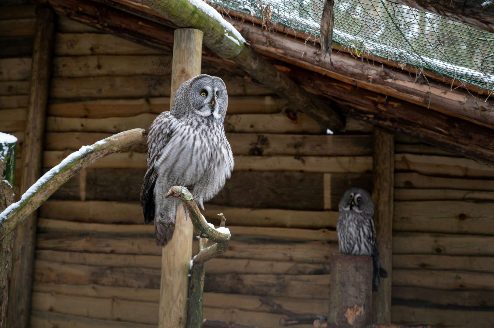 A Great Gray Owl