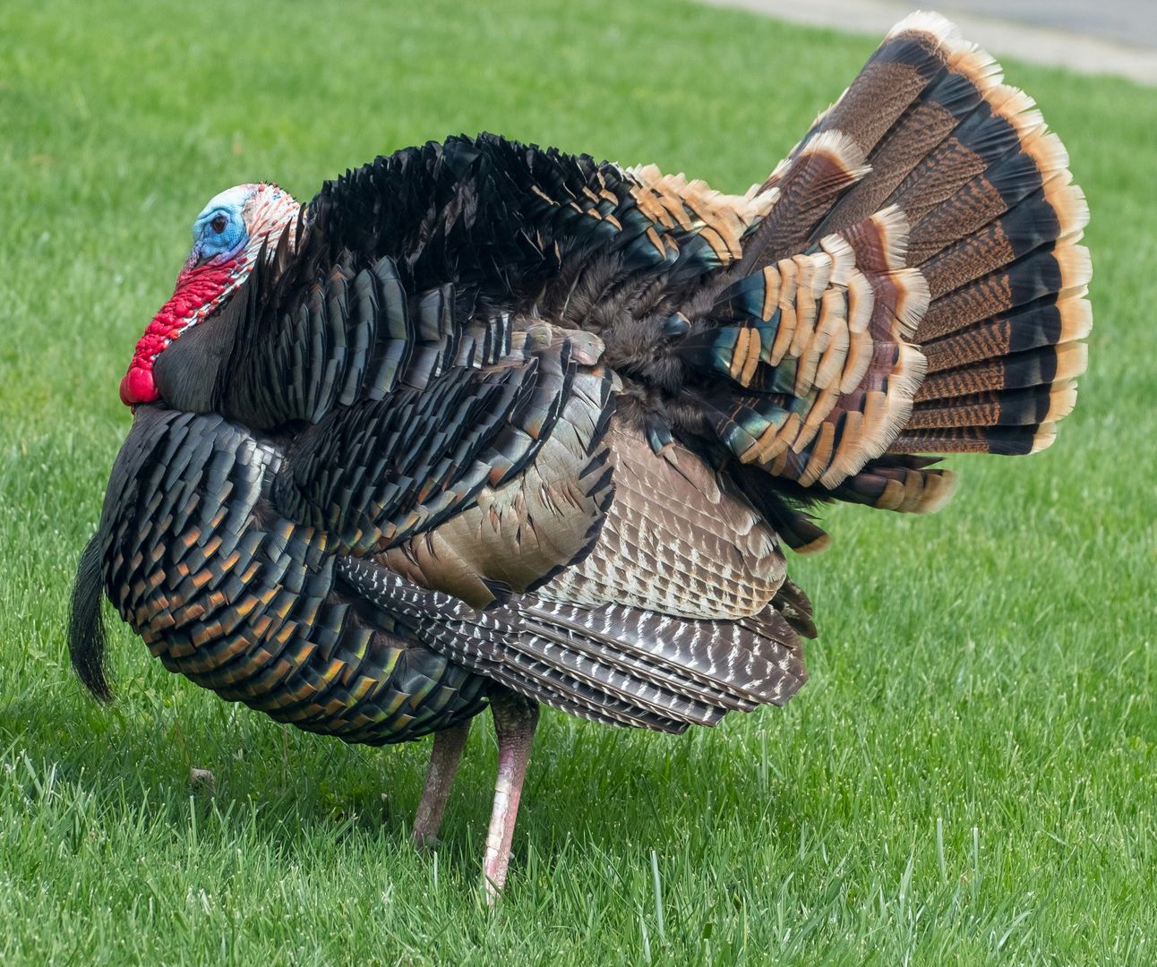 A male turkey standing on grass