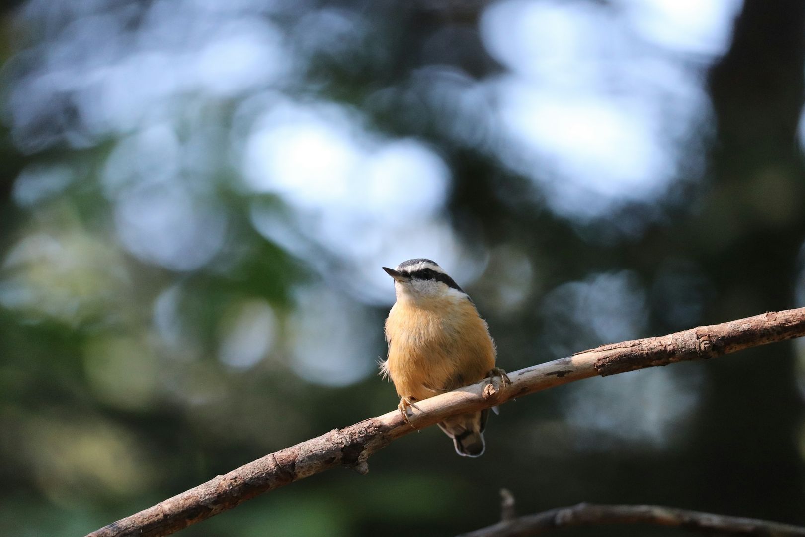 Red-breasted Nuthatch