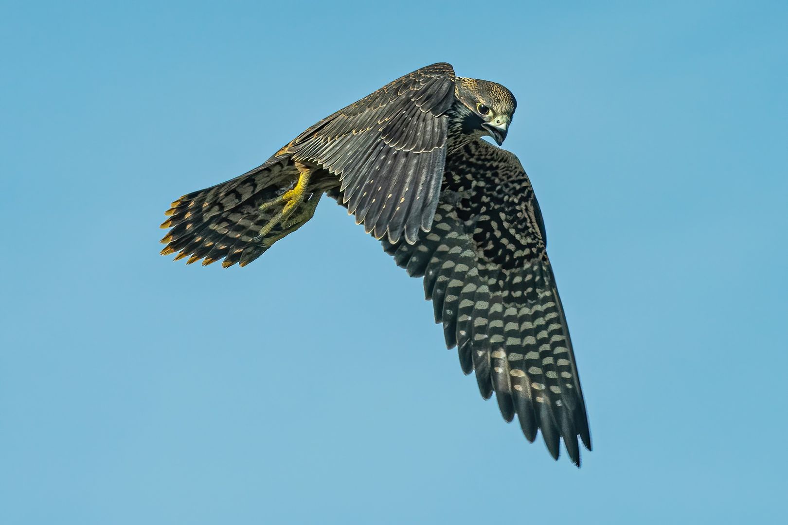 A Peregrine Falcon flying while looking down