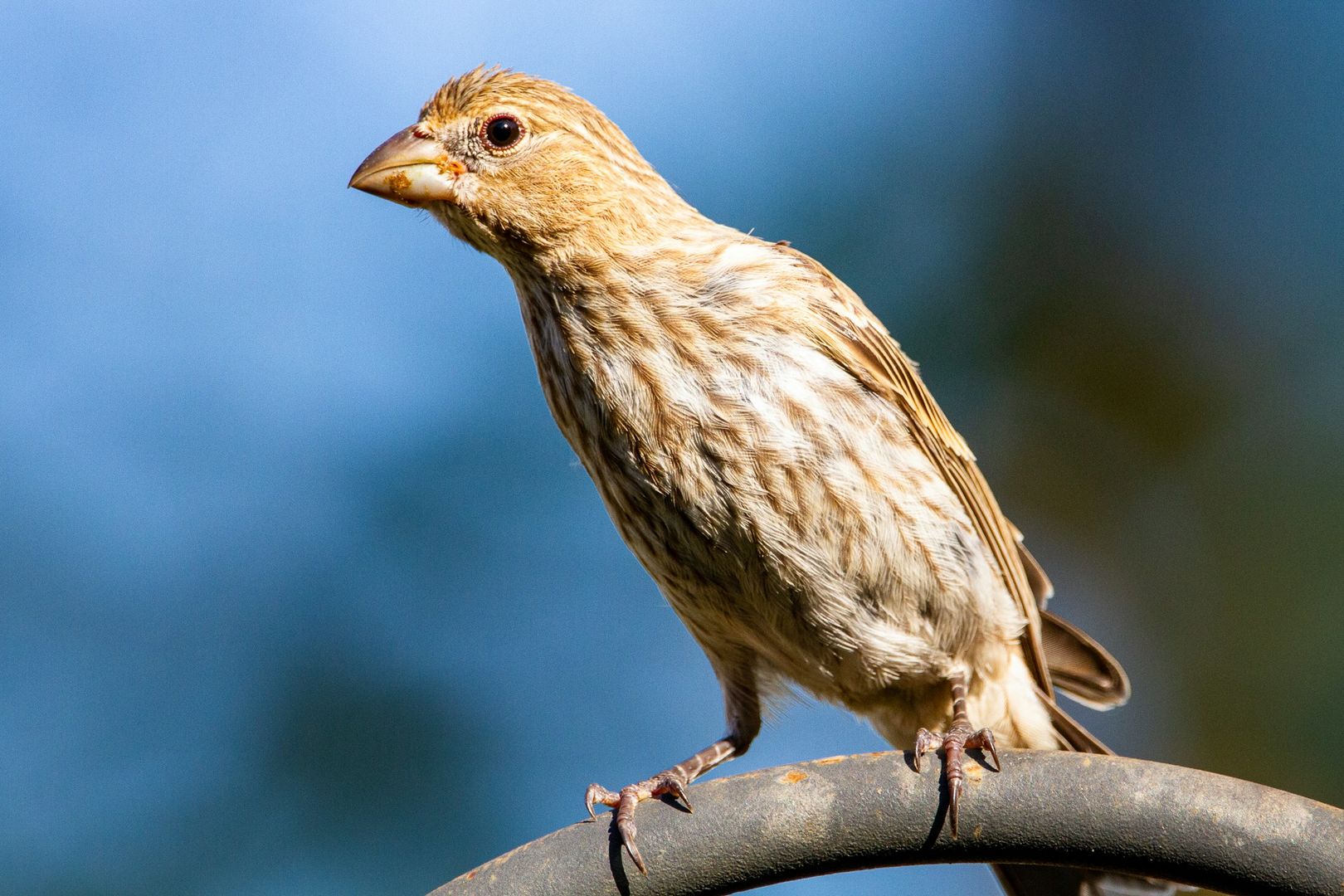 House Finch