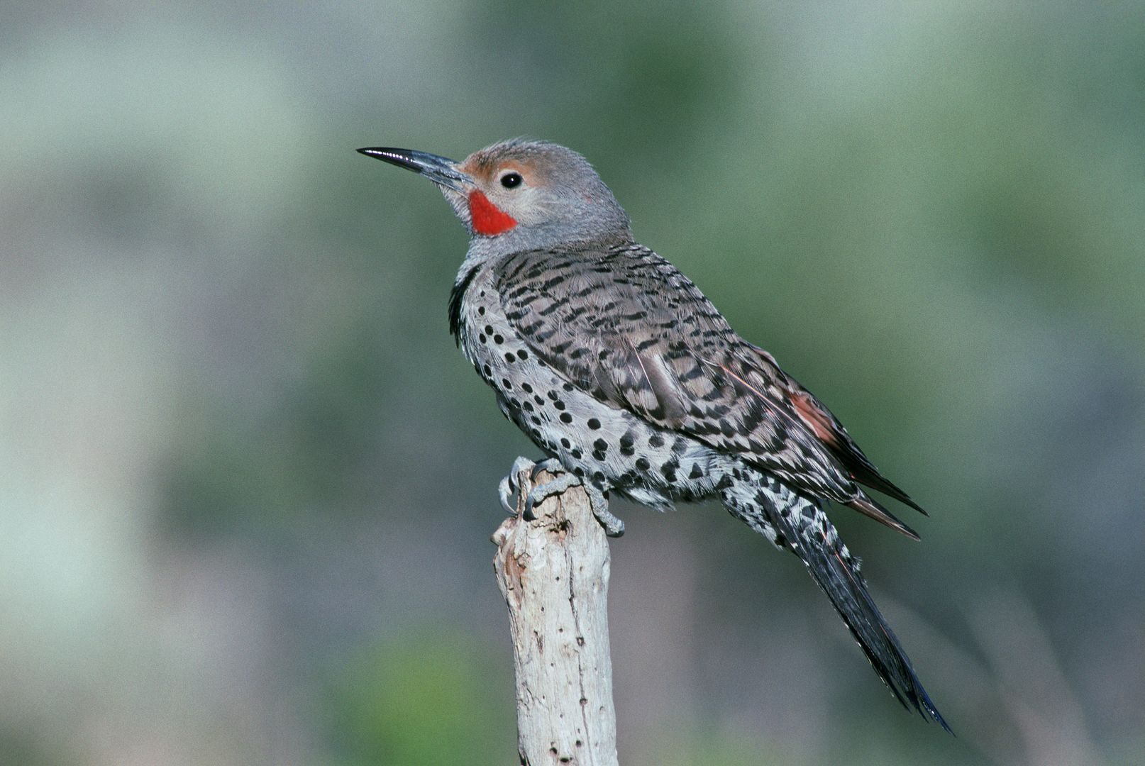 Northern Flicker